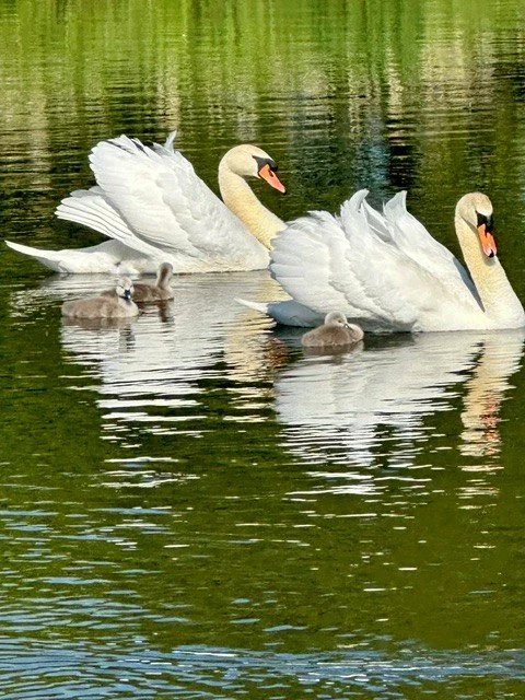 stuartfield pond.jpg