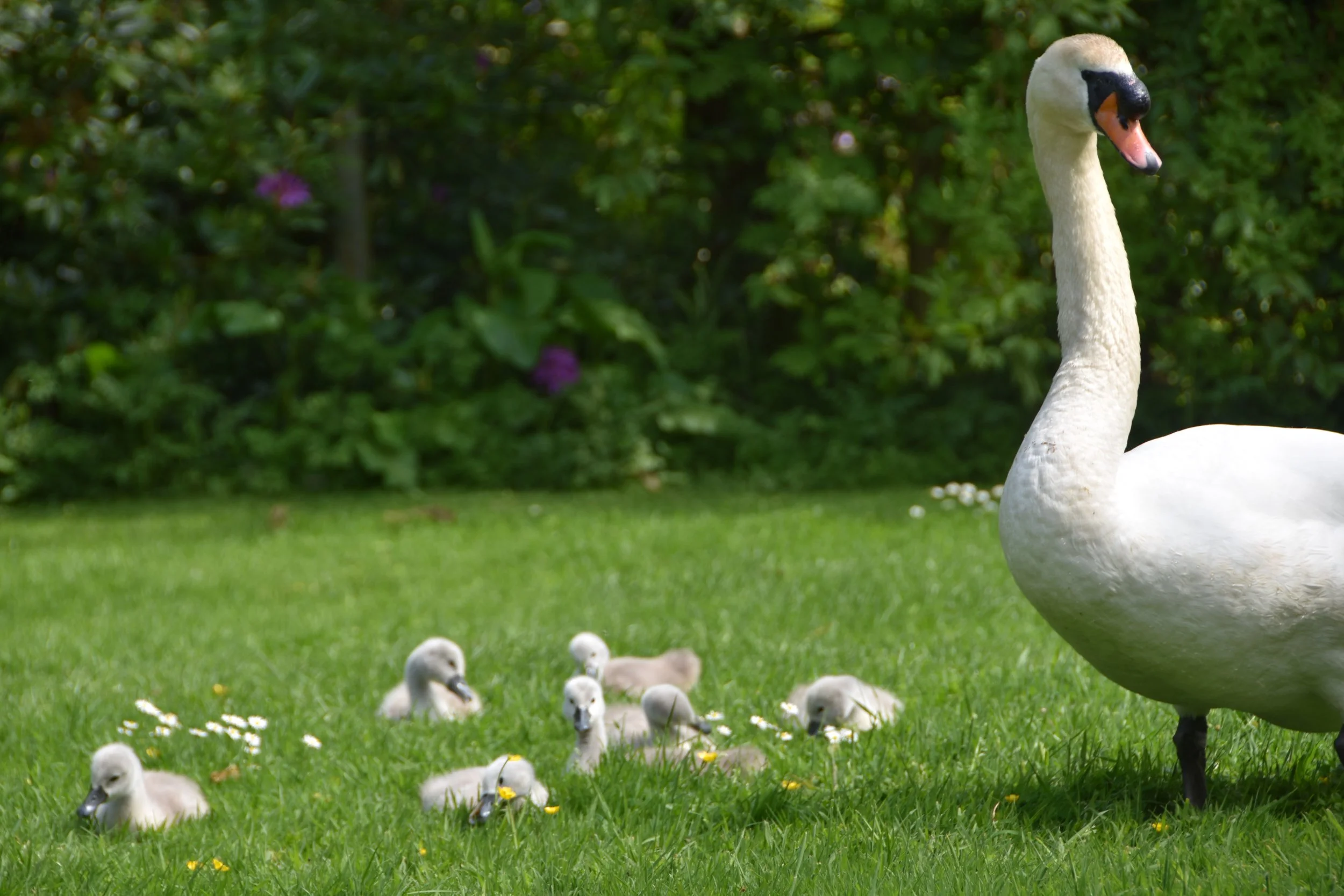 swan.jpg