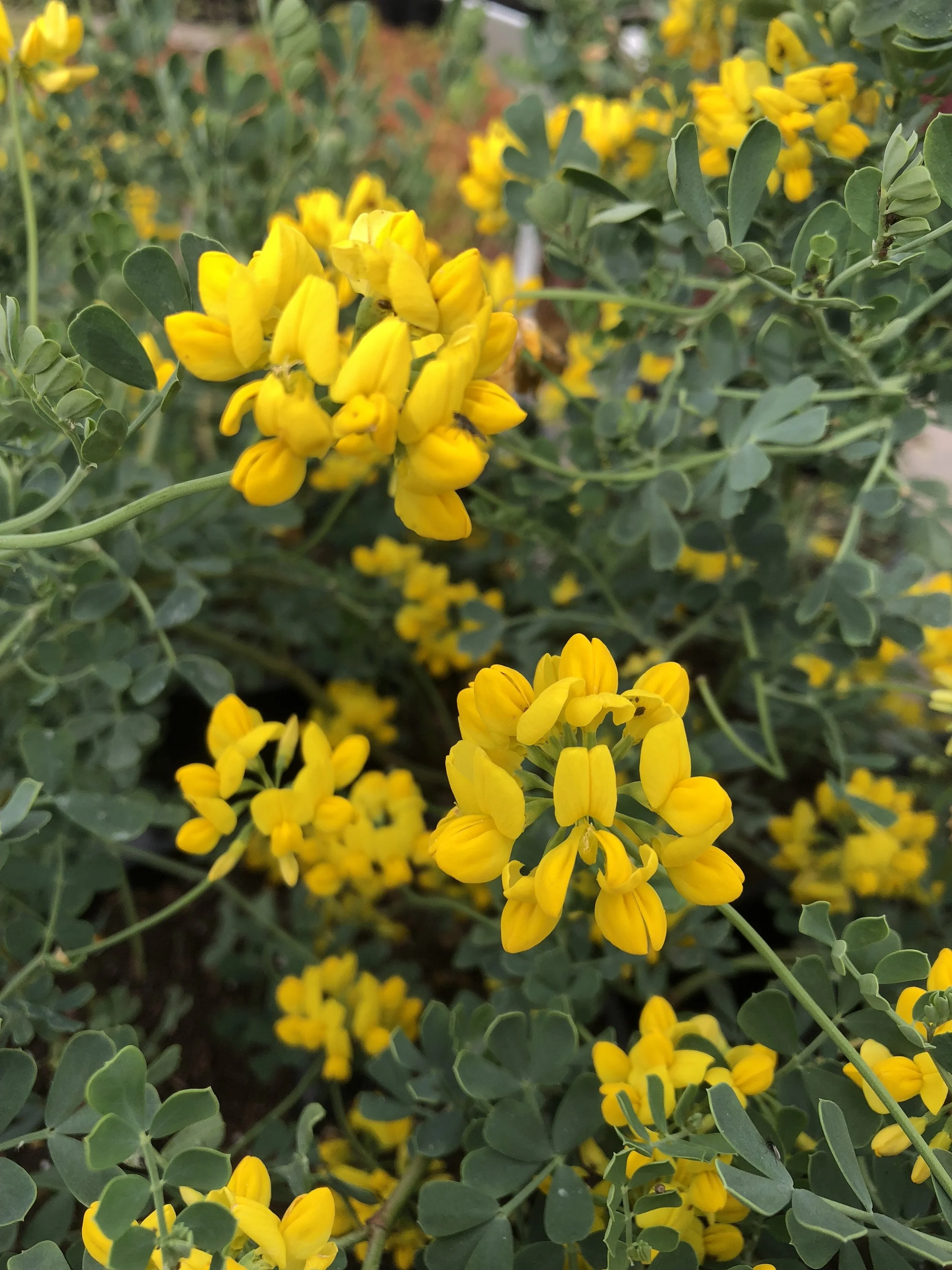 CORONILLA GLAUCA CITRINA.jpg