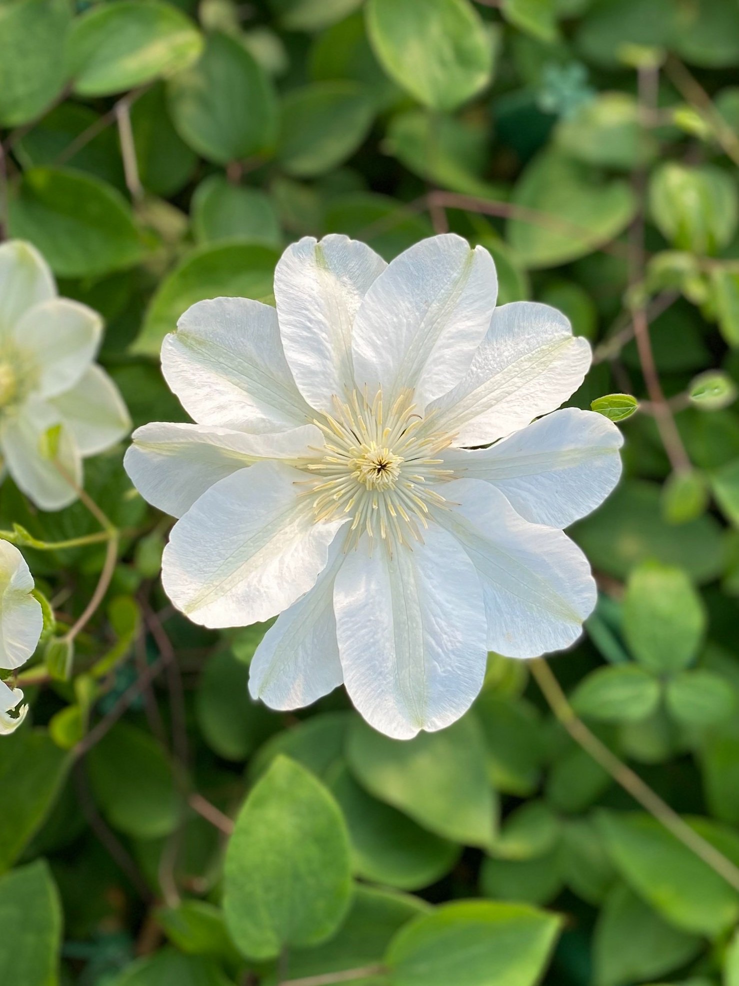 Clematis+Guernsey+Cream.jpg