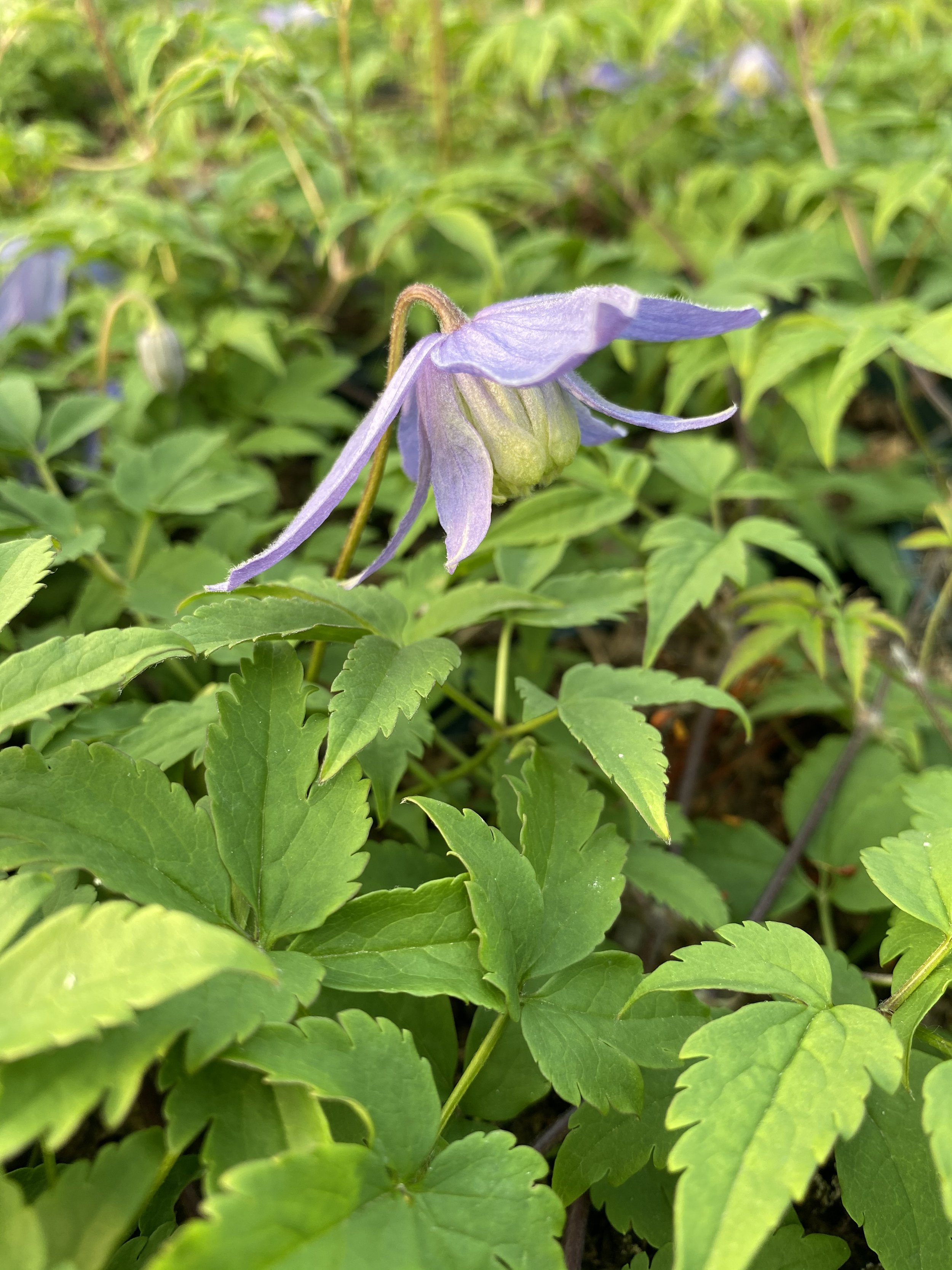 Clematis alpina Bredon Blue