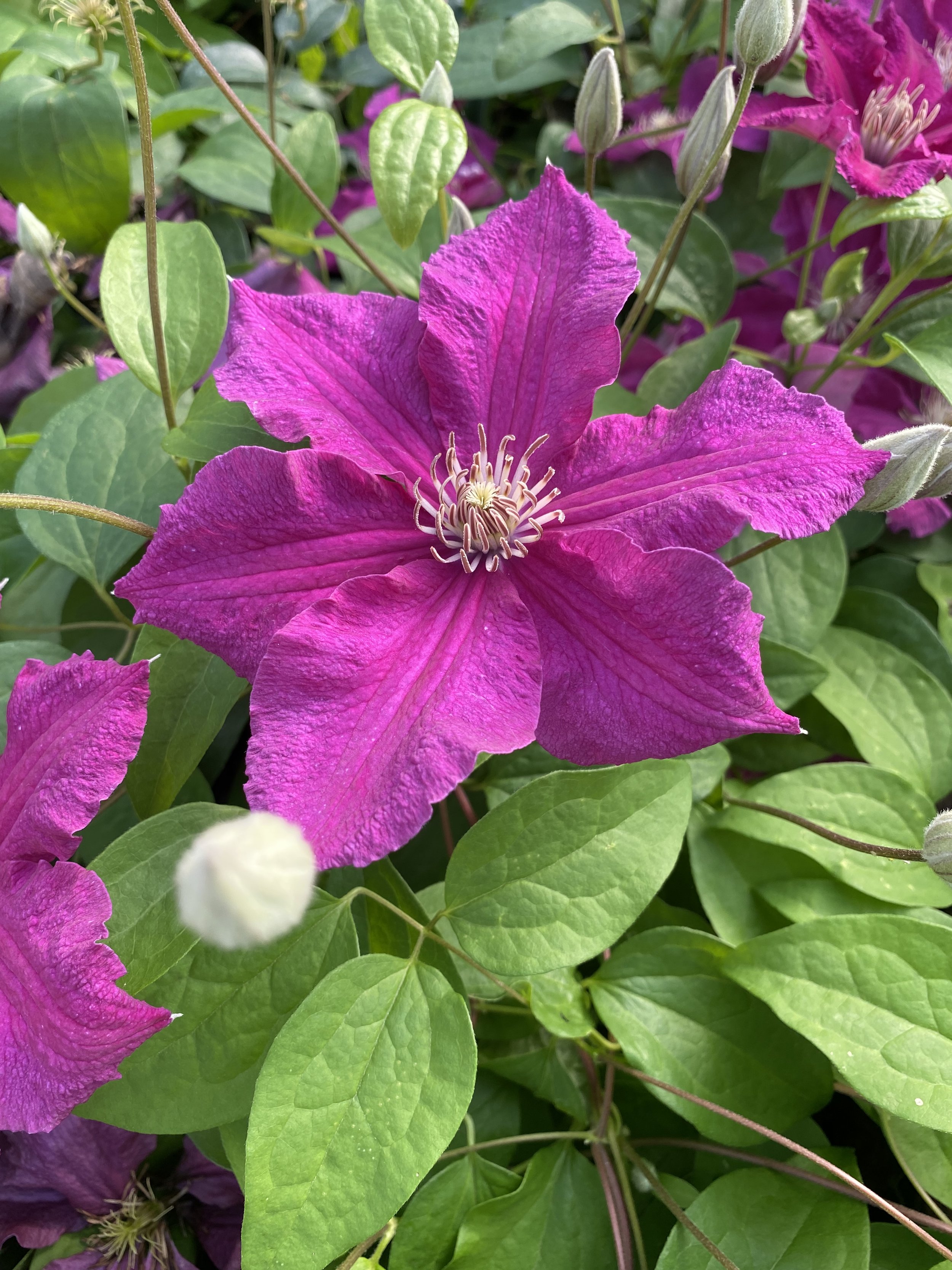 Clematis Ernest Markham