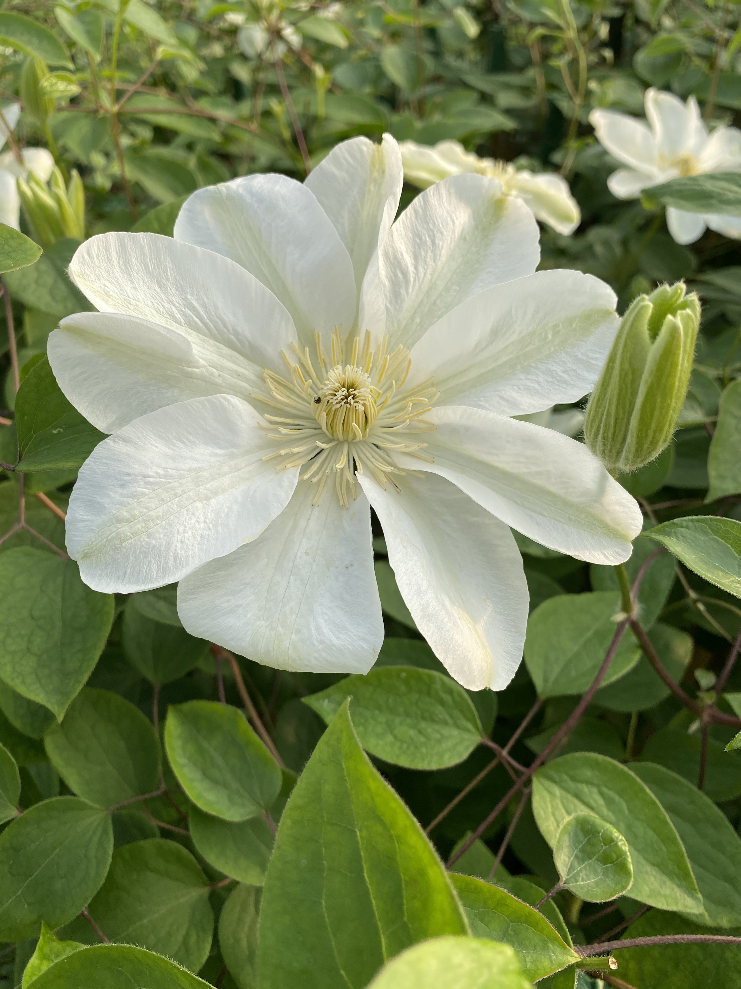 Clematis Guernsey Cream