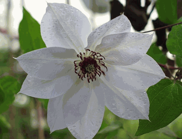 Clematis Miss Bateman