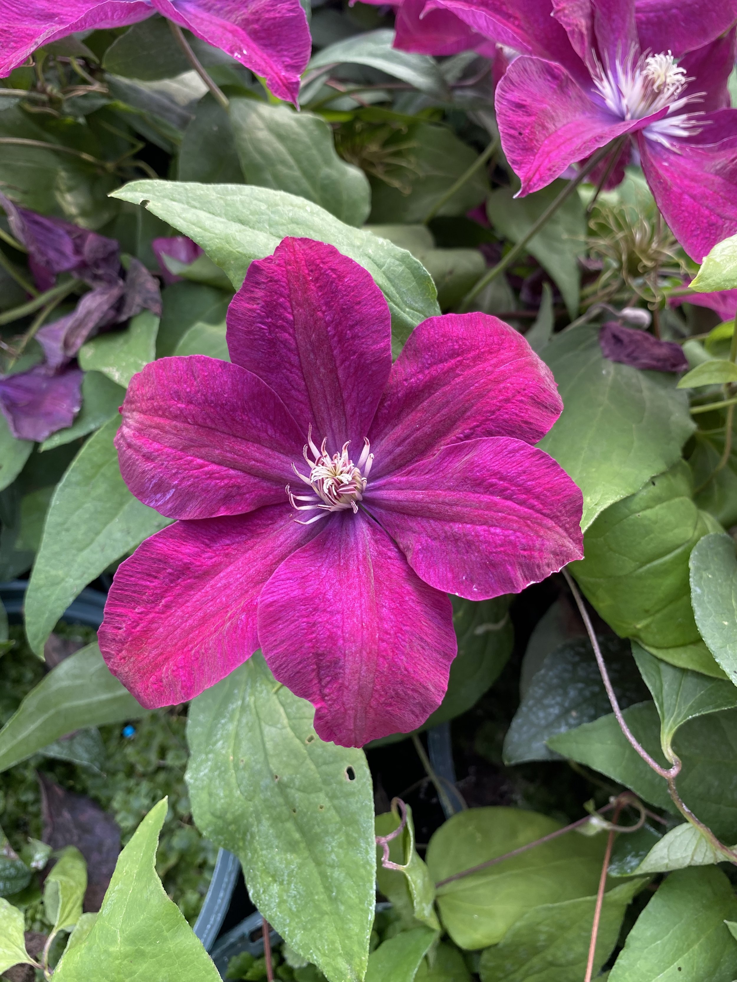 Clematis Rouge Cardinal (2).jpeg