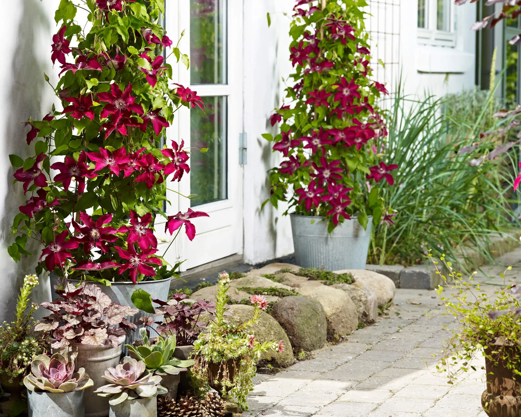 Feeding Clematis in Pots