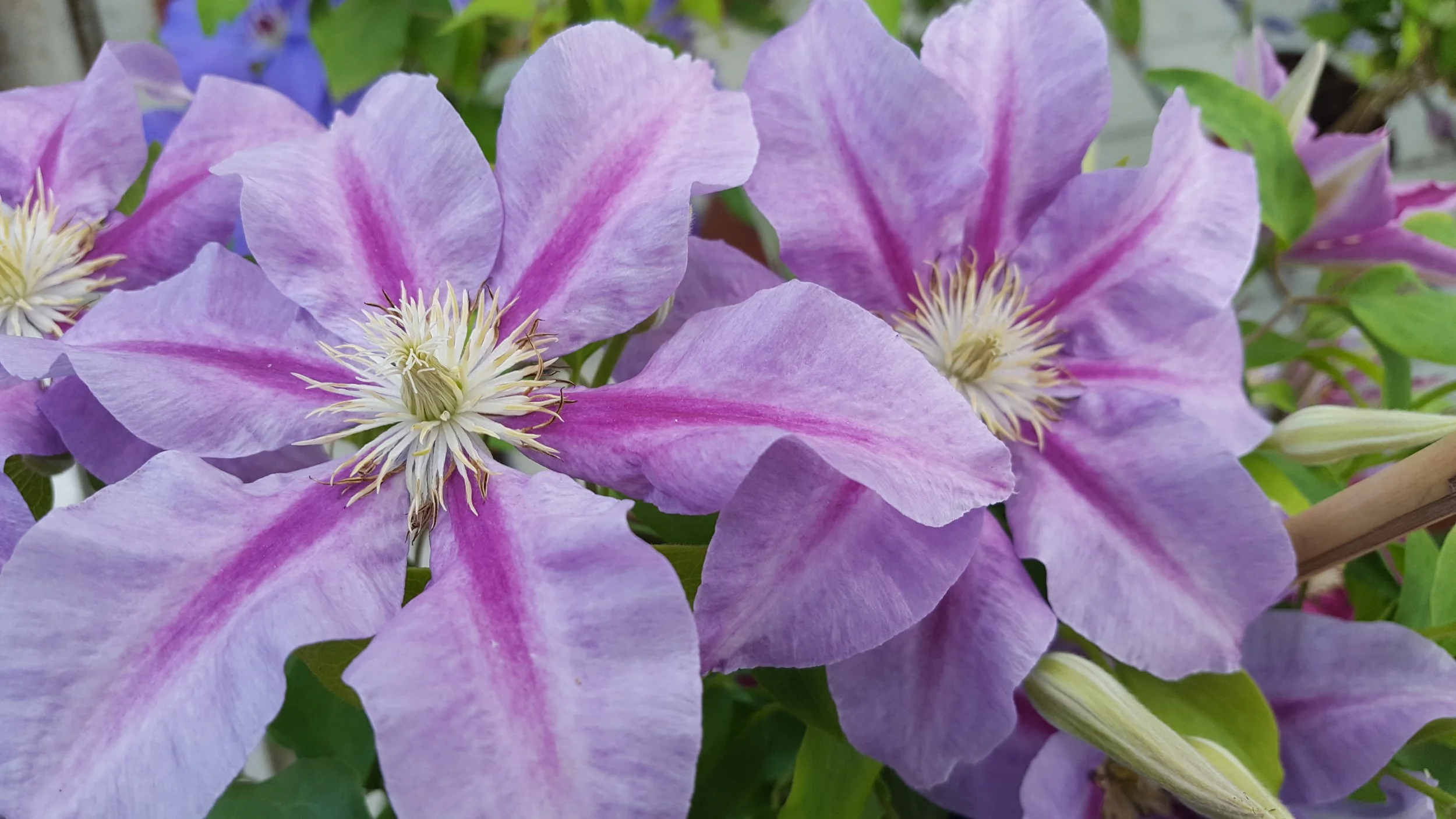 Raymond Evison Queens Nurse EviGsy159 15-1029-61 (3).jpg