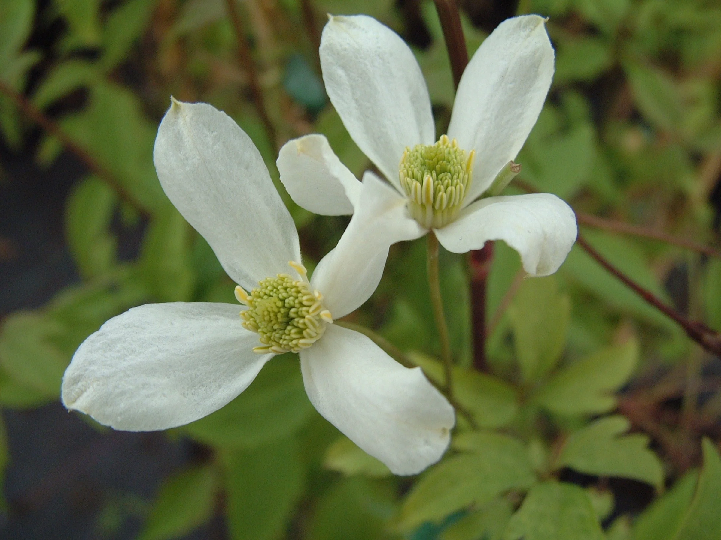 clematis montana wilsonii.JPG