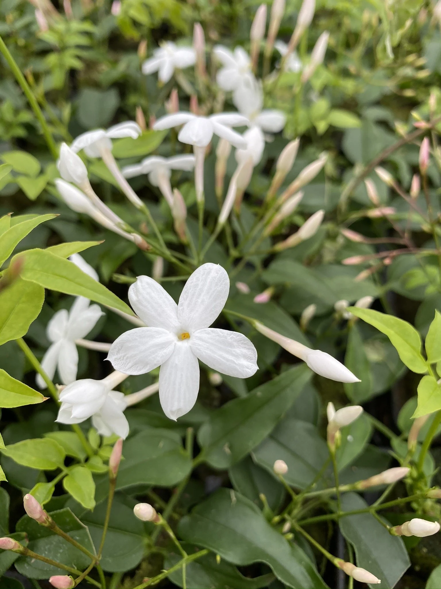 Jasminum Polyanthumum.JPEG