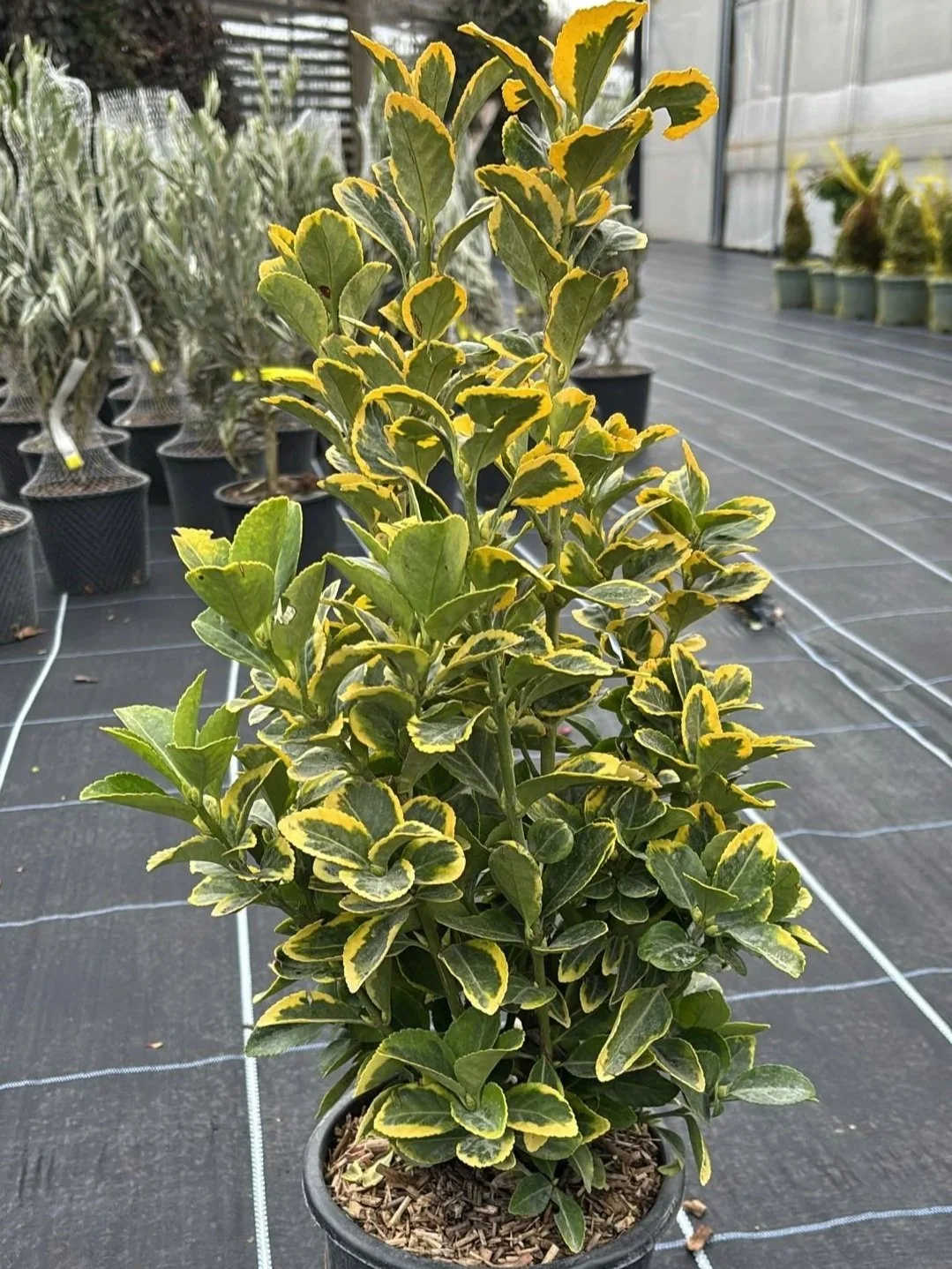 Euonymus+Aureomarginata+3L+.jpg