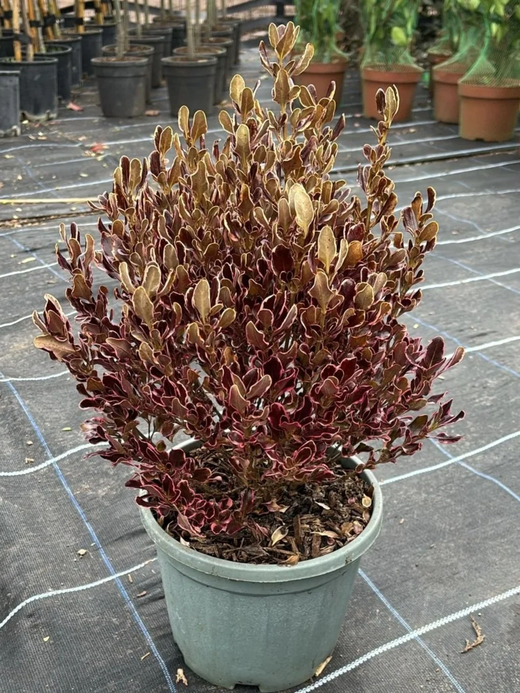Coprosma+Eclipse+5L+.jpg