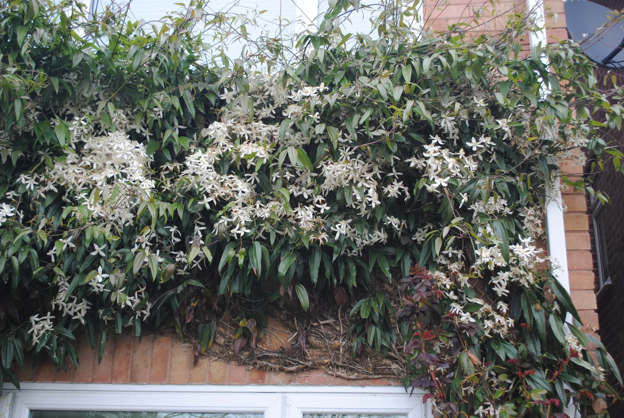 Clematis Armandii (5).JPG