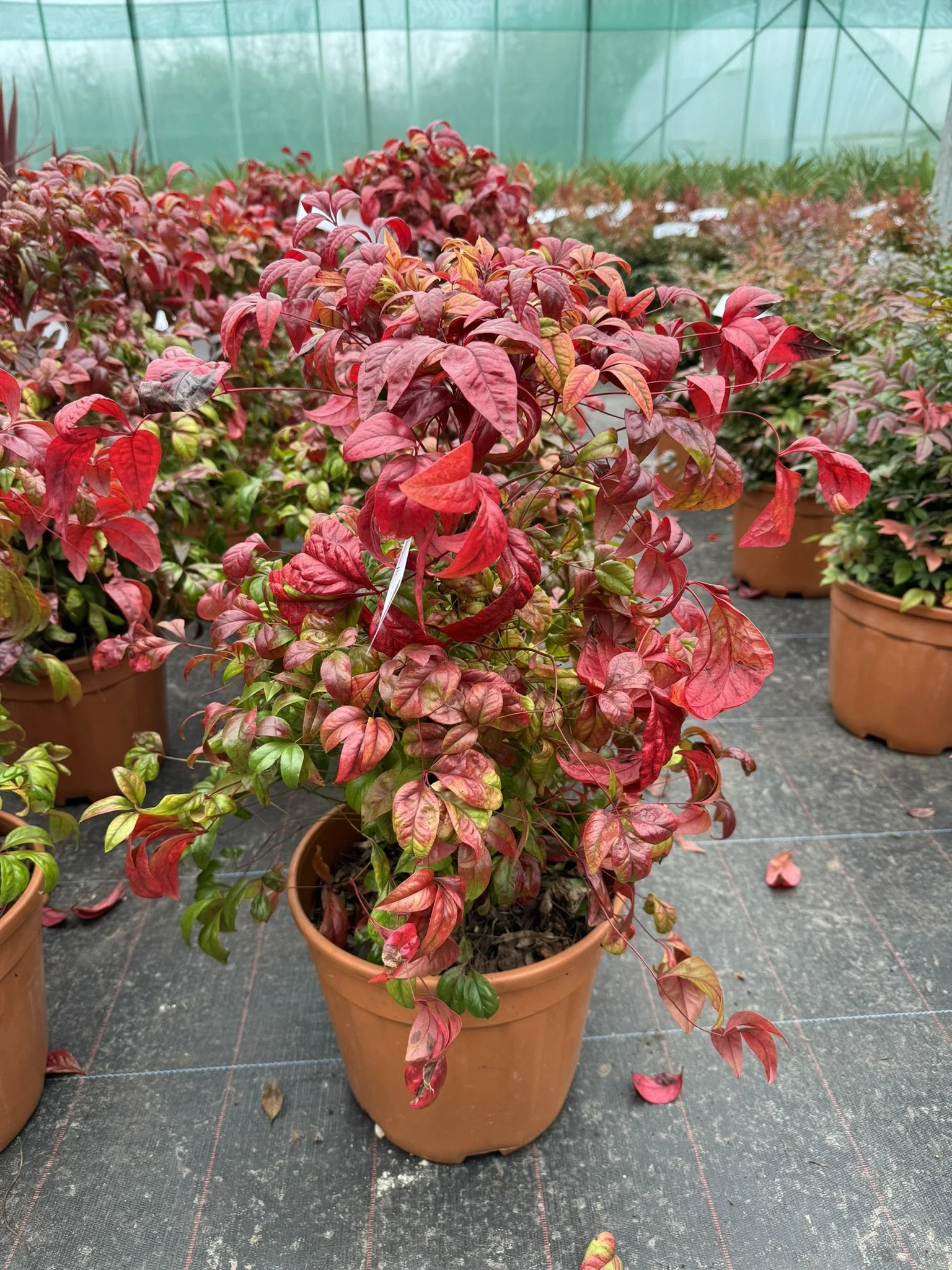 Nandina domestica Fire Power