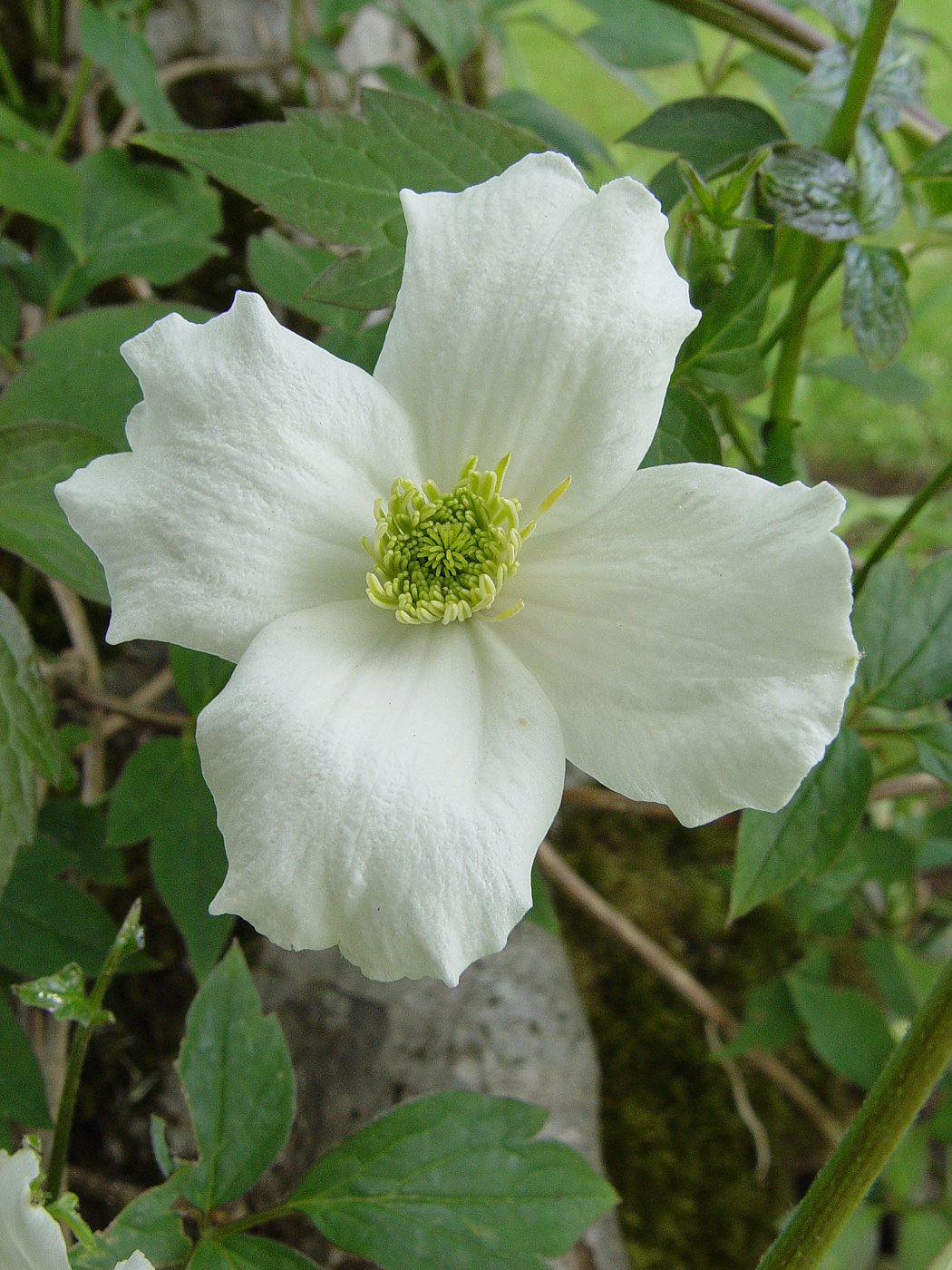 Clematis montana Alba.jpg