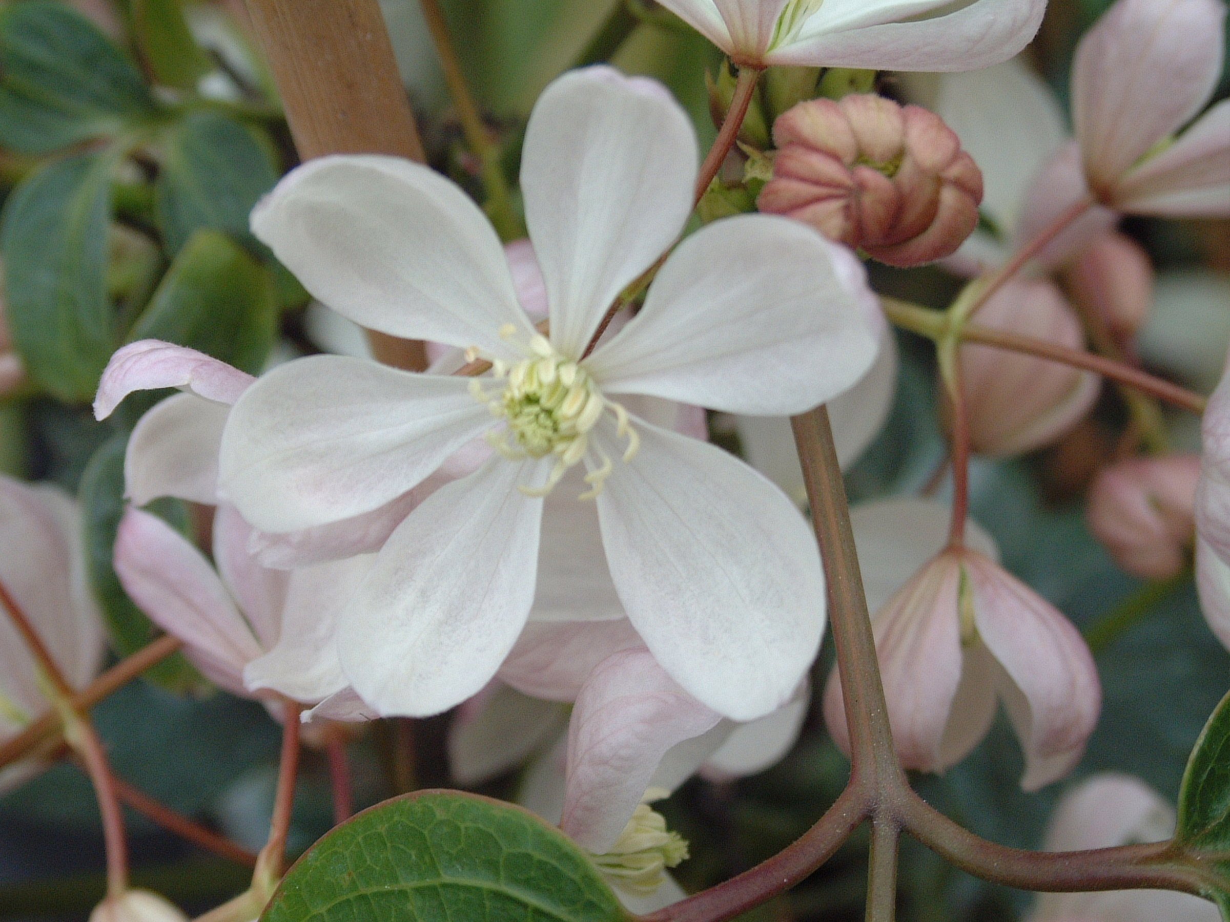 Clematis armandii Appleblossom (10).JPG