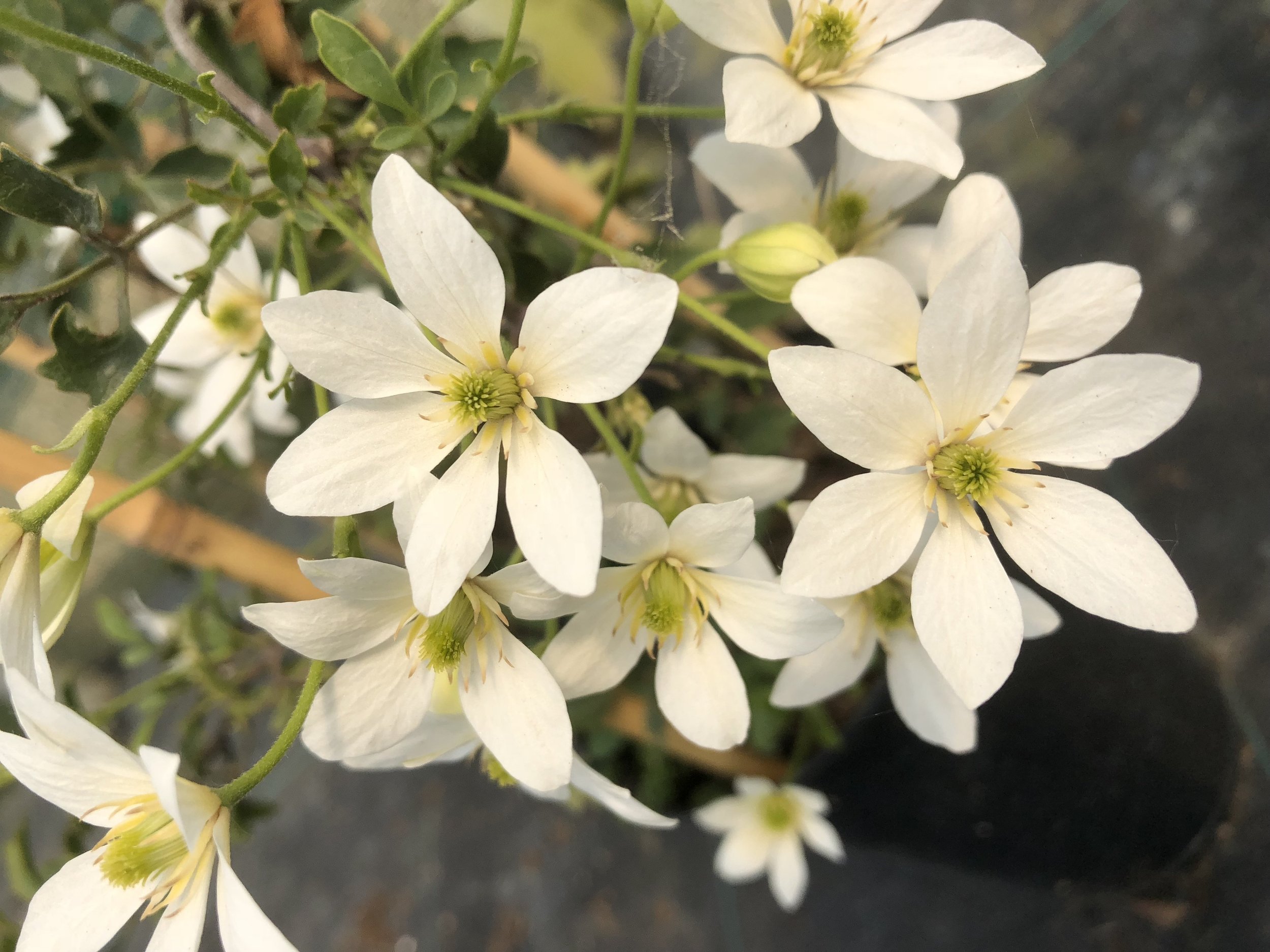 CLEMATIS MICHIKO.jpg