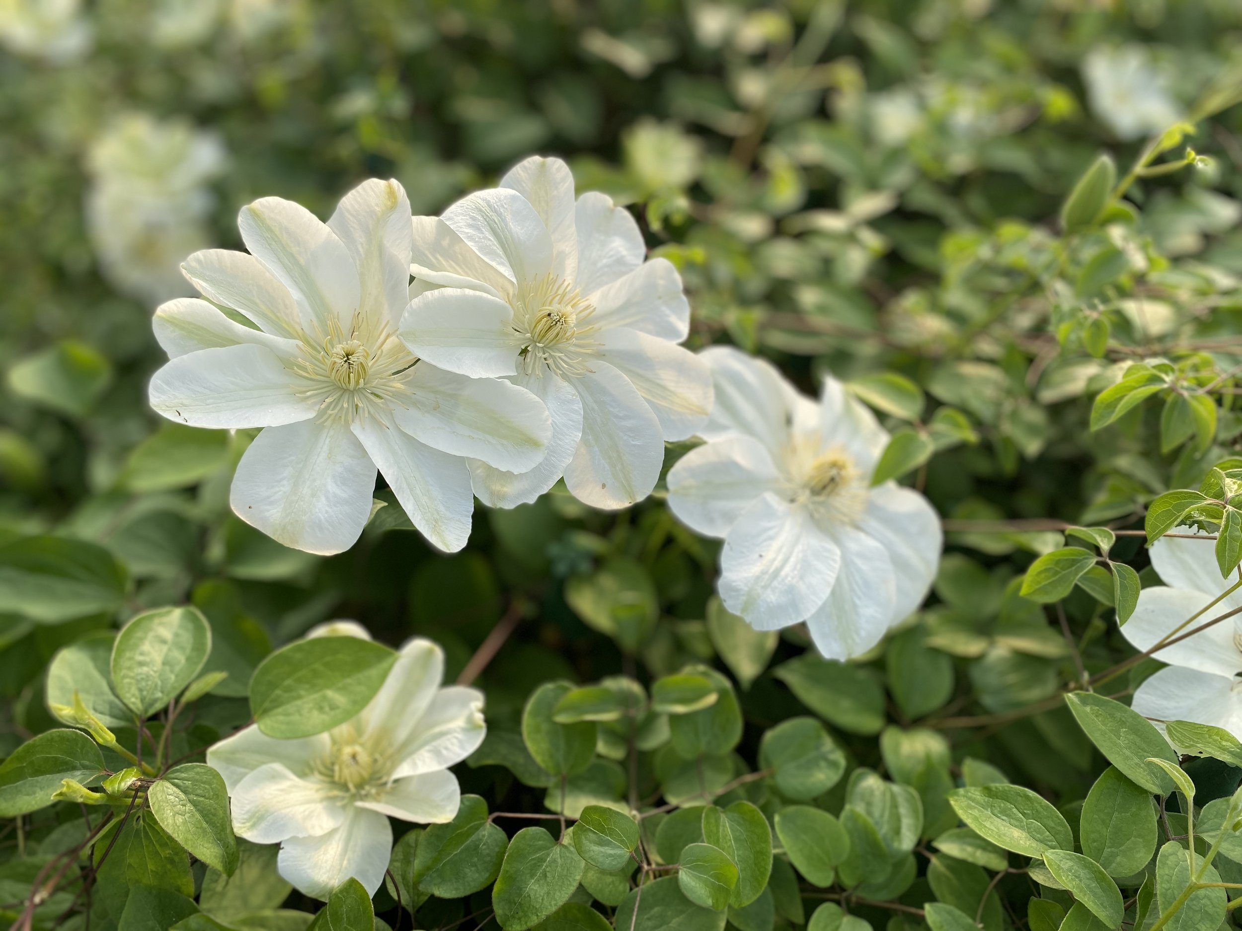 clematis guernsey cream.jpeg