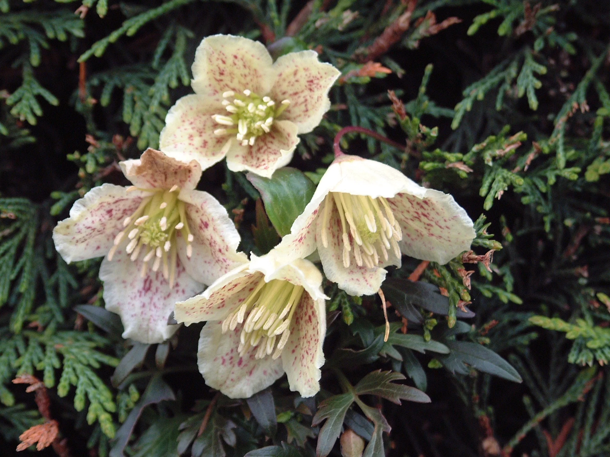 Clematis Cirrhosa Balearica (2).JPG