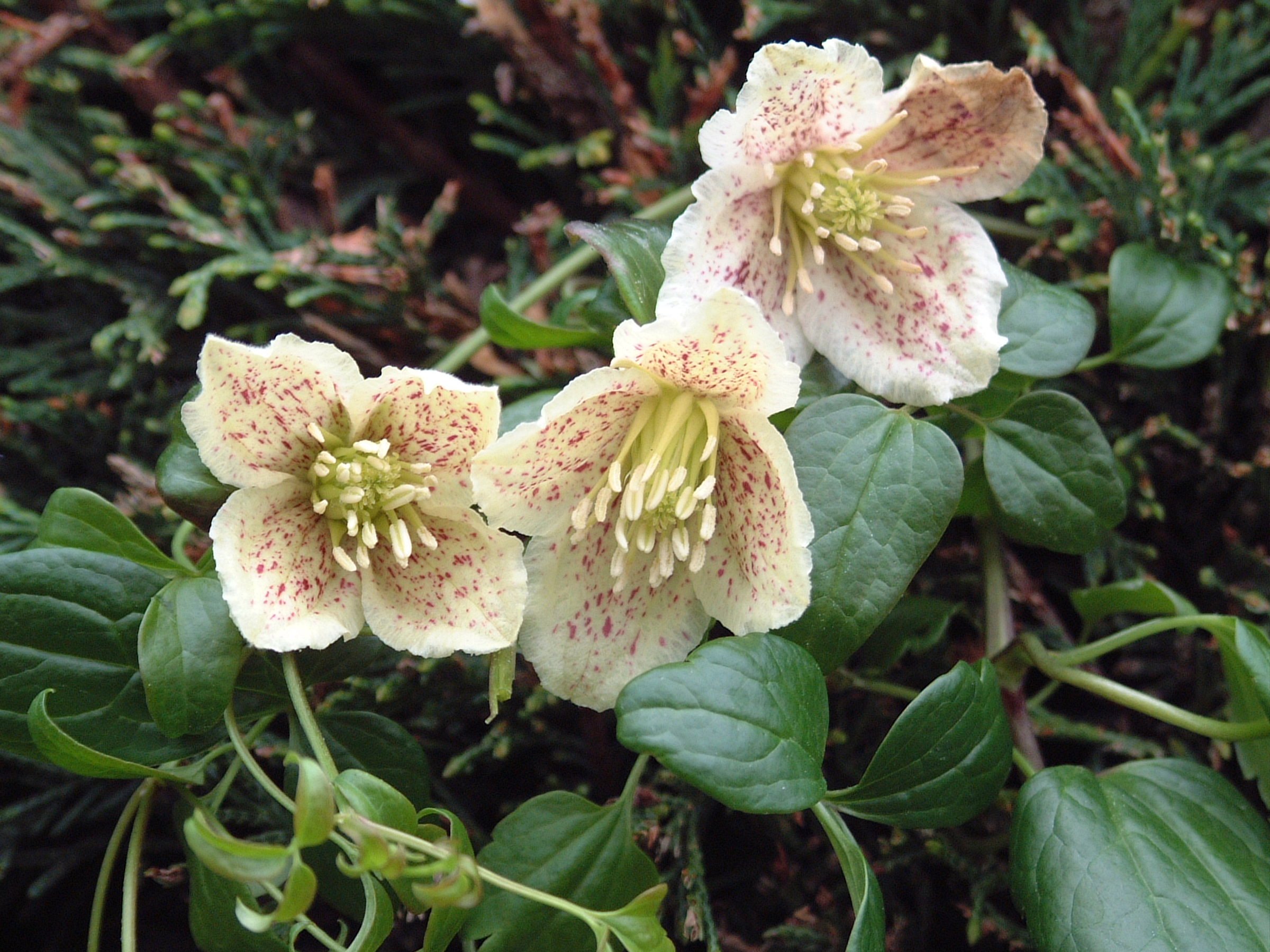 Clematis cirrhosa Calycina (2).JPG
