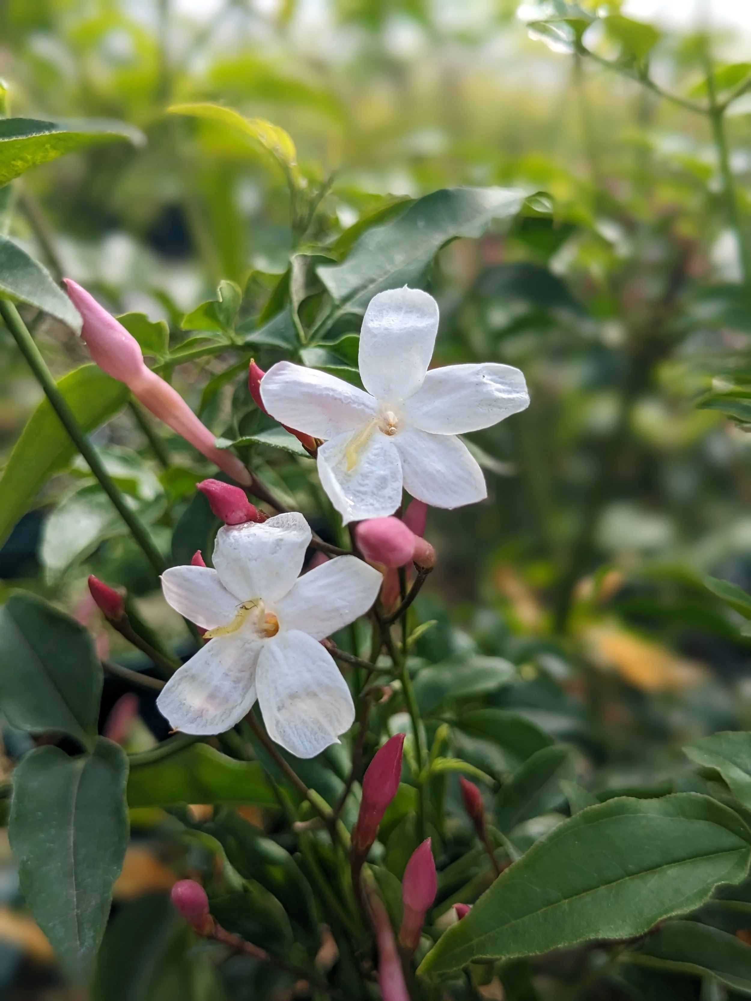 Jasminum Polyanthum (3).jpg