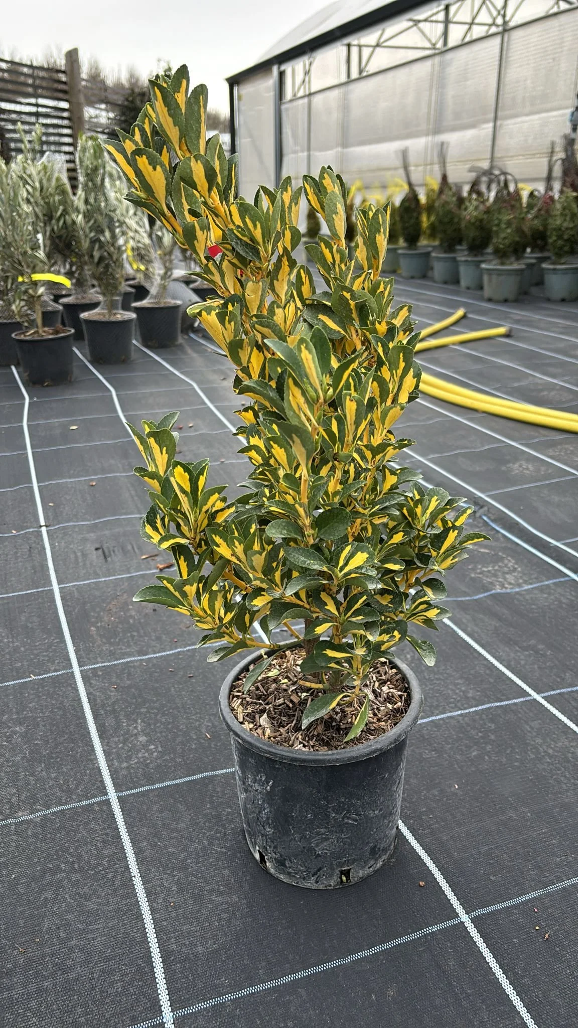 Euonymus japonicus ‘Aureopictus’