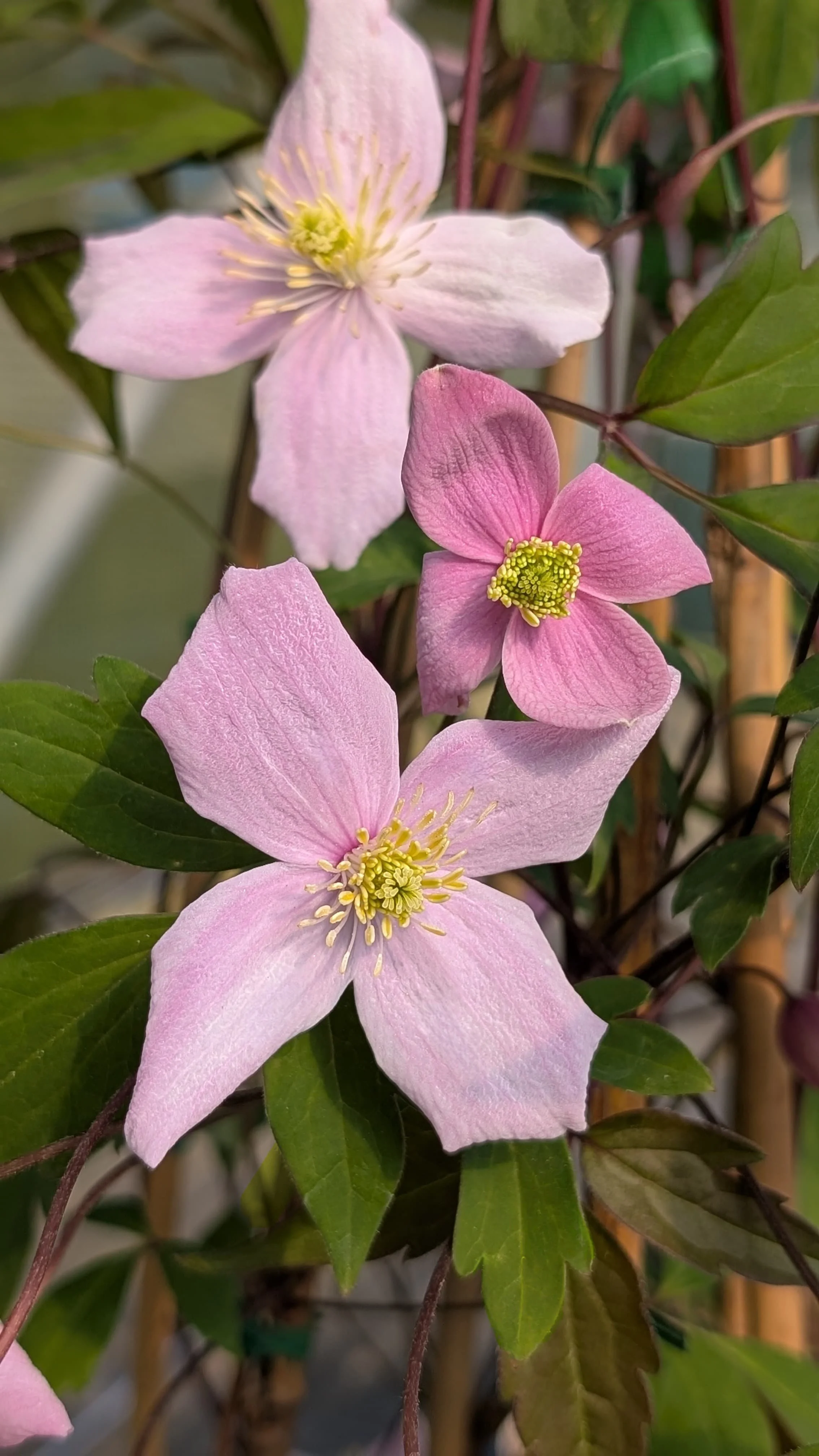 Clematis montana Lovely Mum