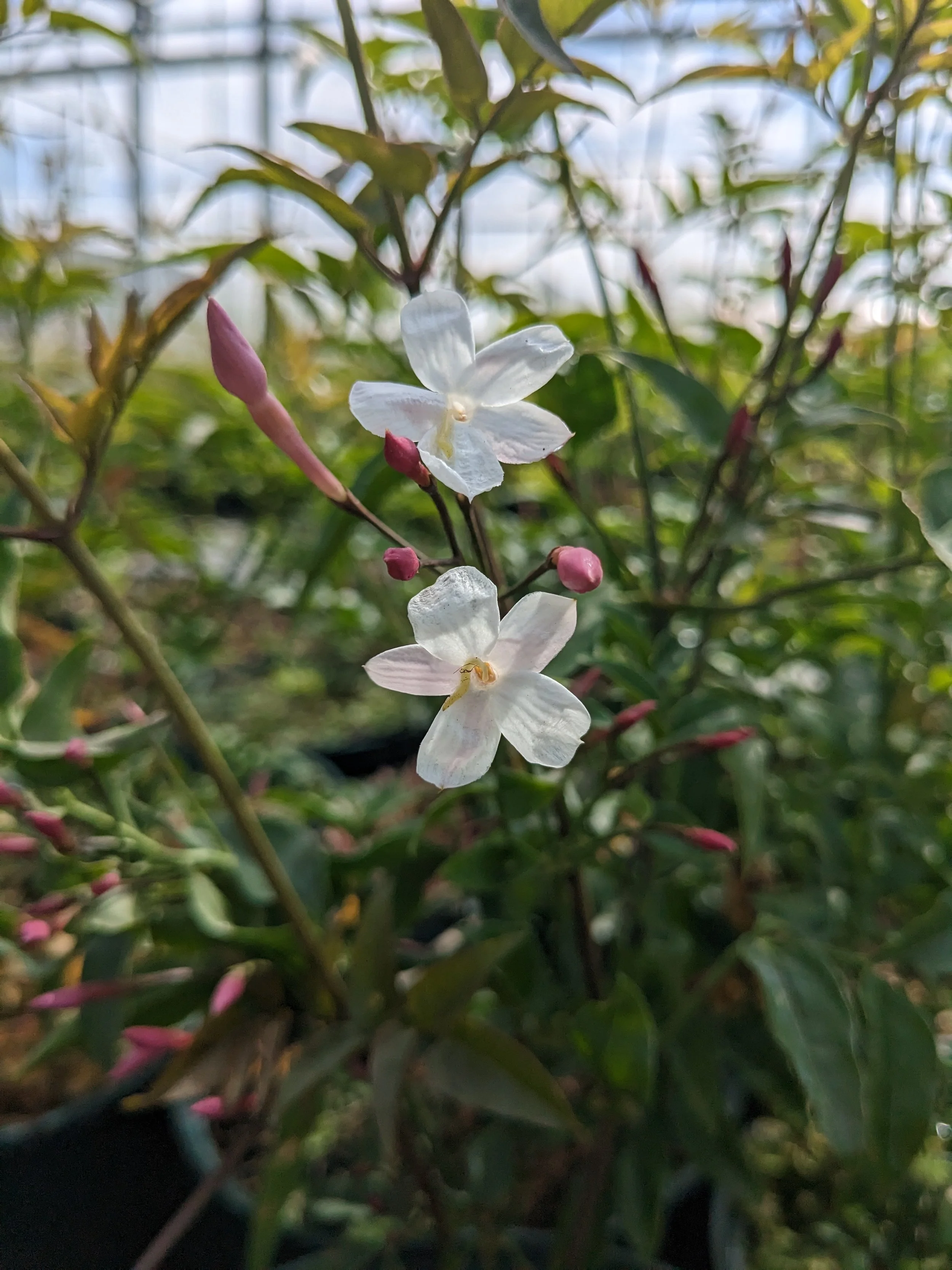 JASMINUM POLYANTHUM.jpg
