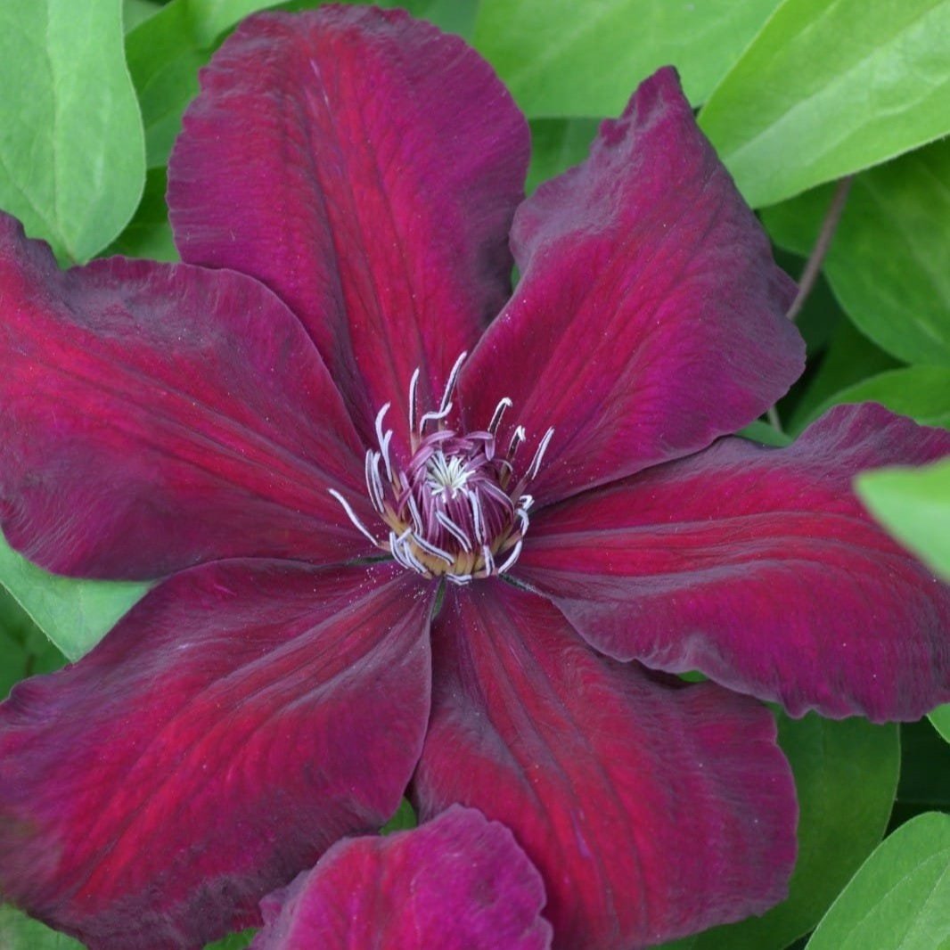 Clematis+Gareth%27s+Pride+.jpg