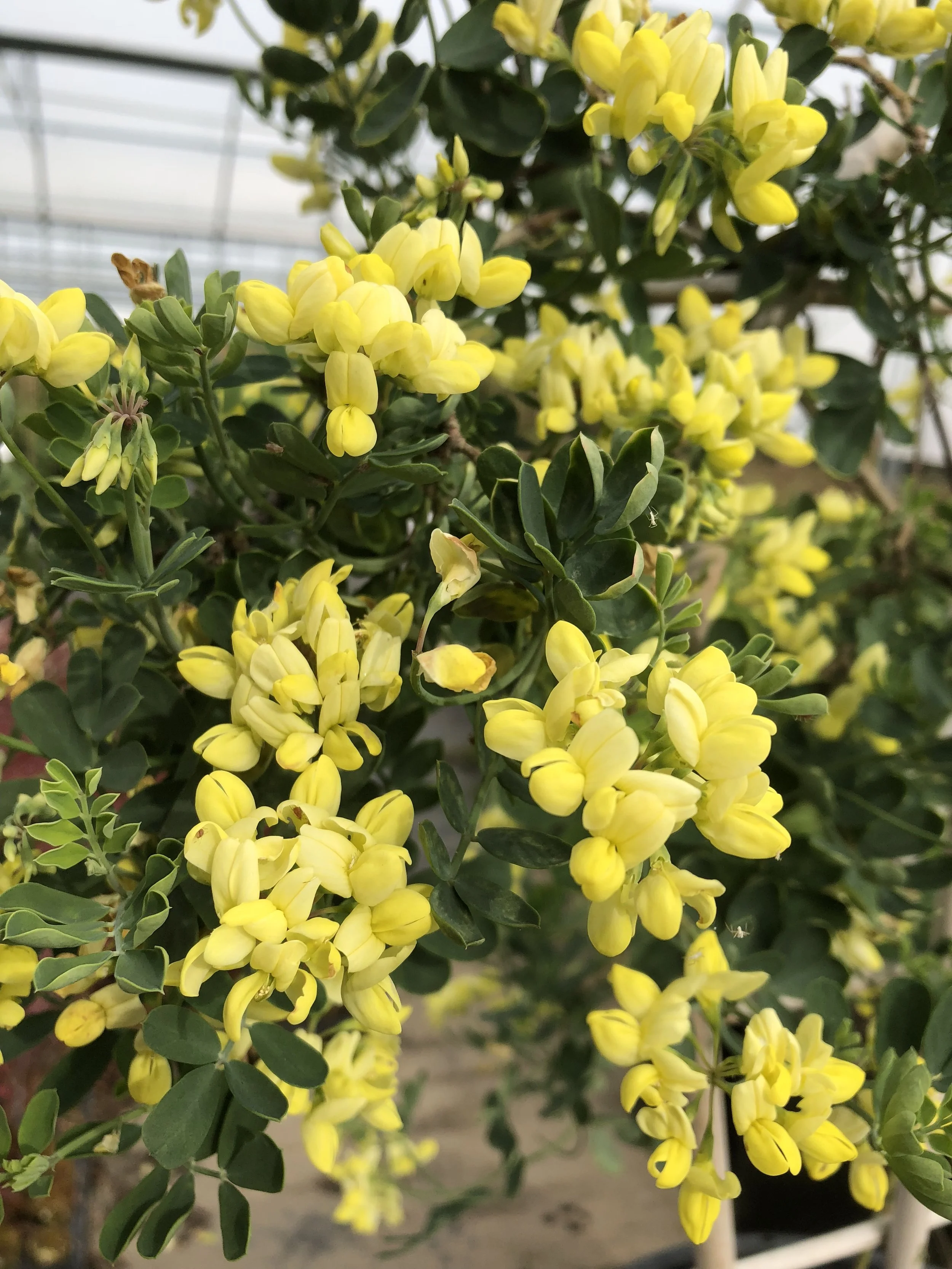 CORONILLA GLAUCA CITRINA (5).jpg
