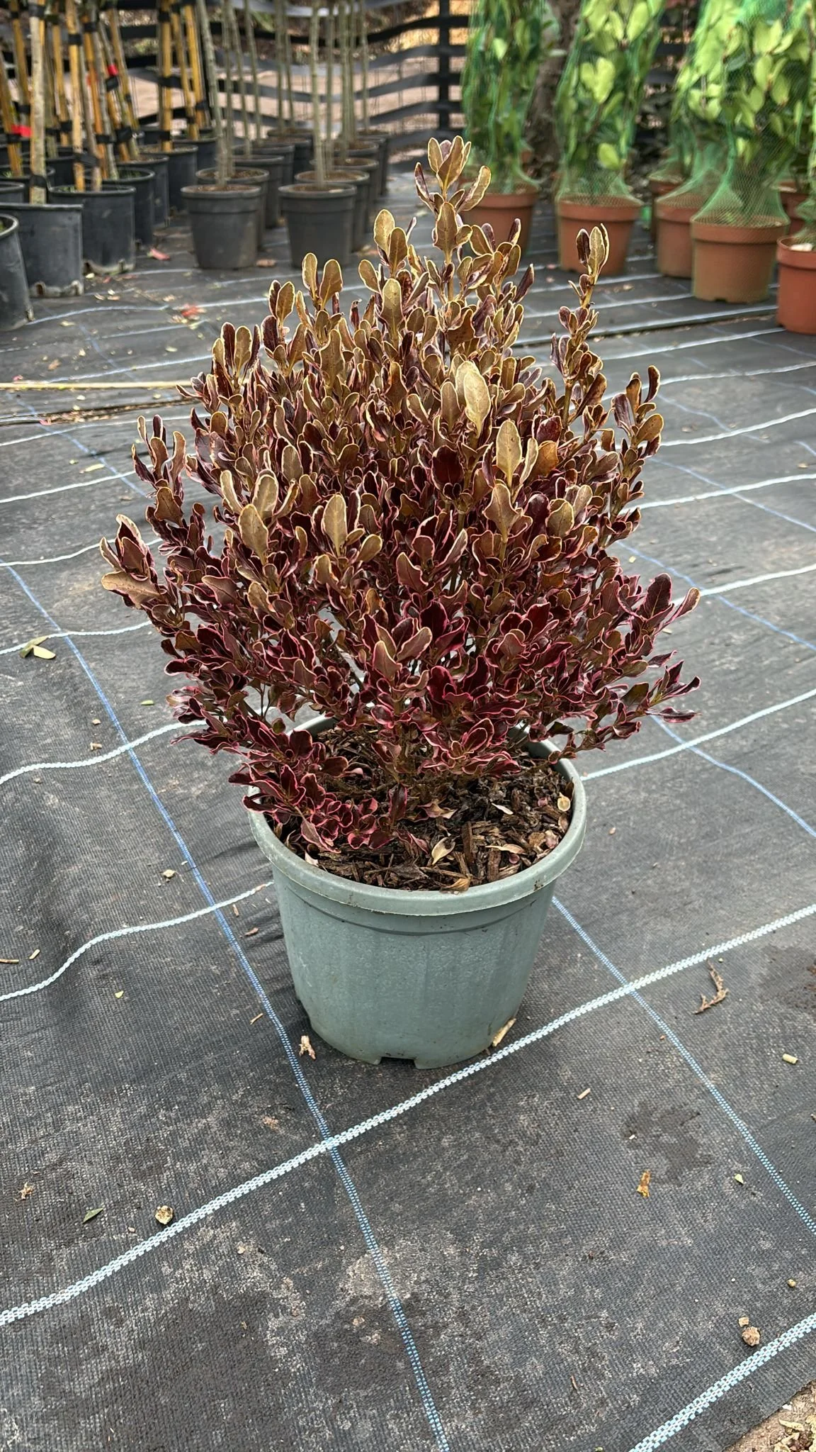 Coprosma Eclipse