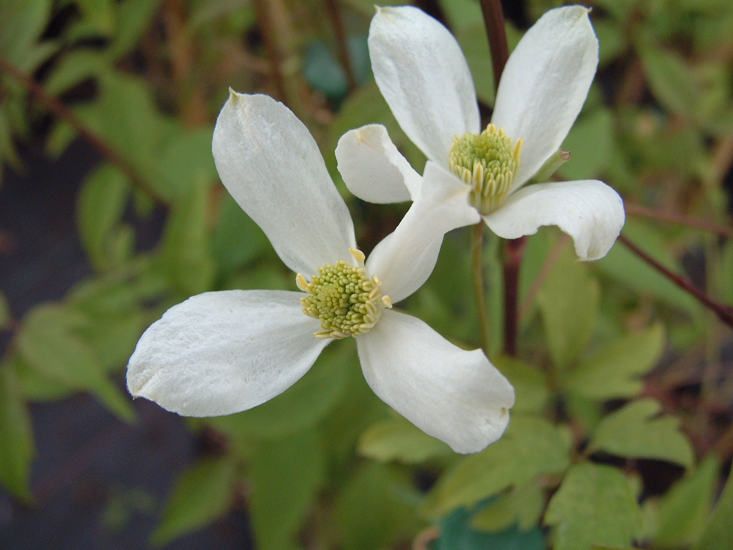 cl.montana alba02.JPG