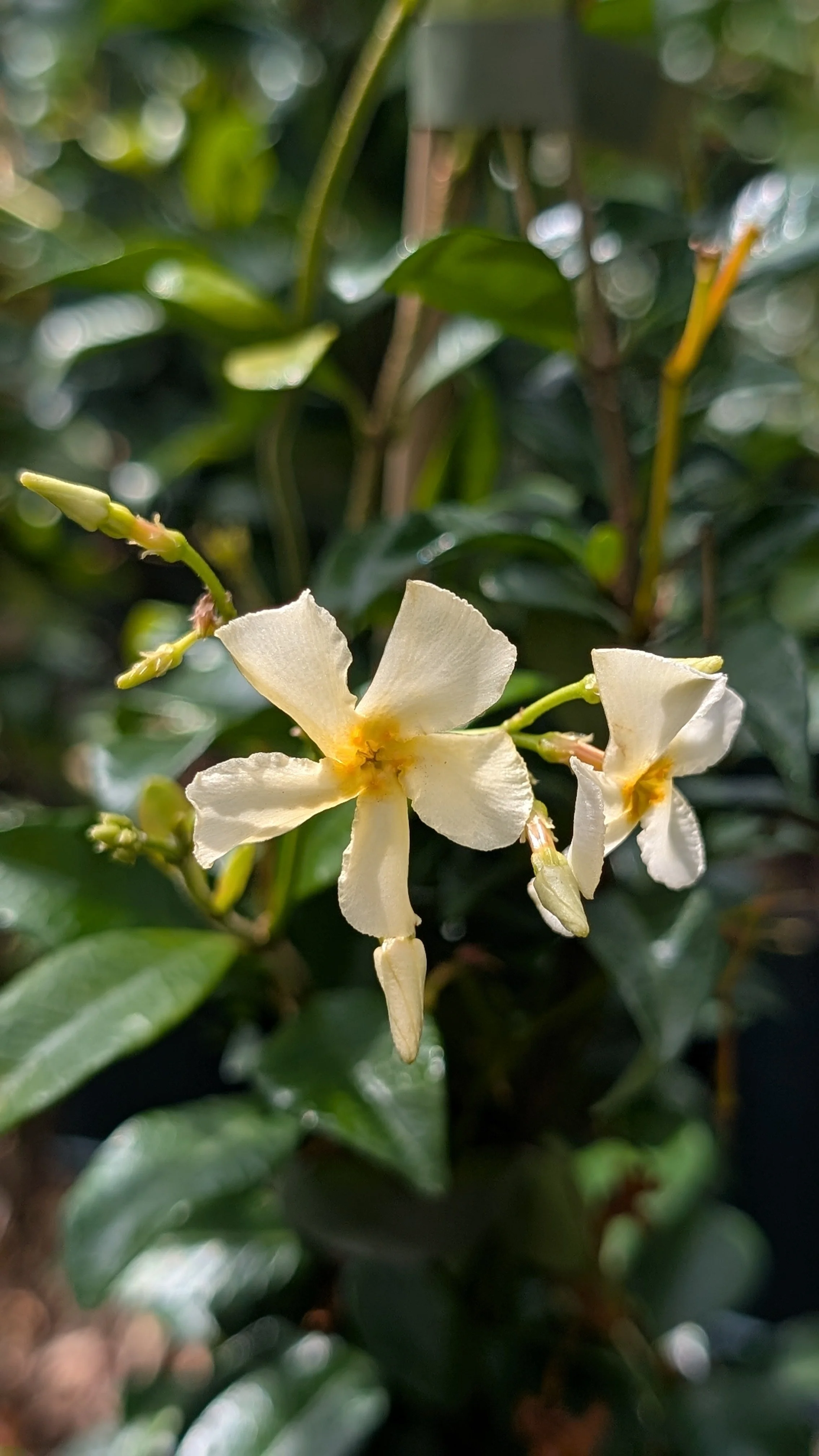 Trachelospermum asiaticum