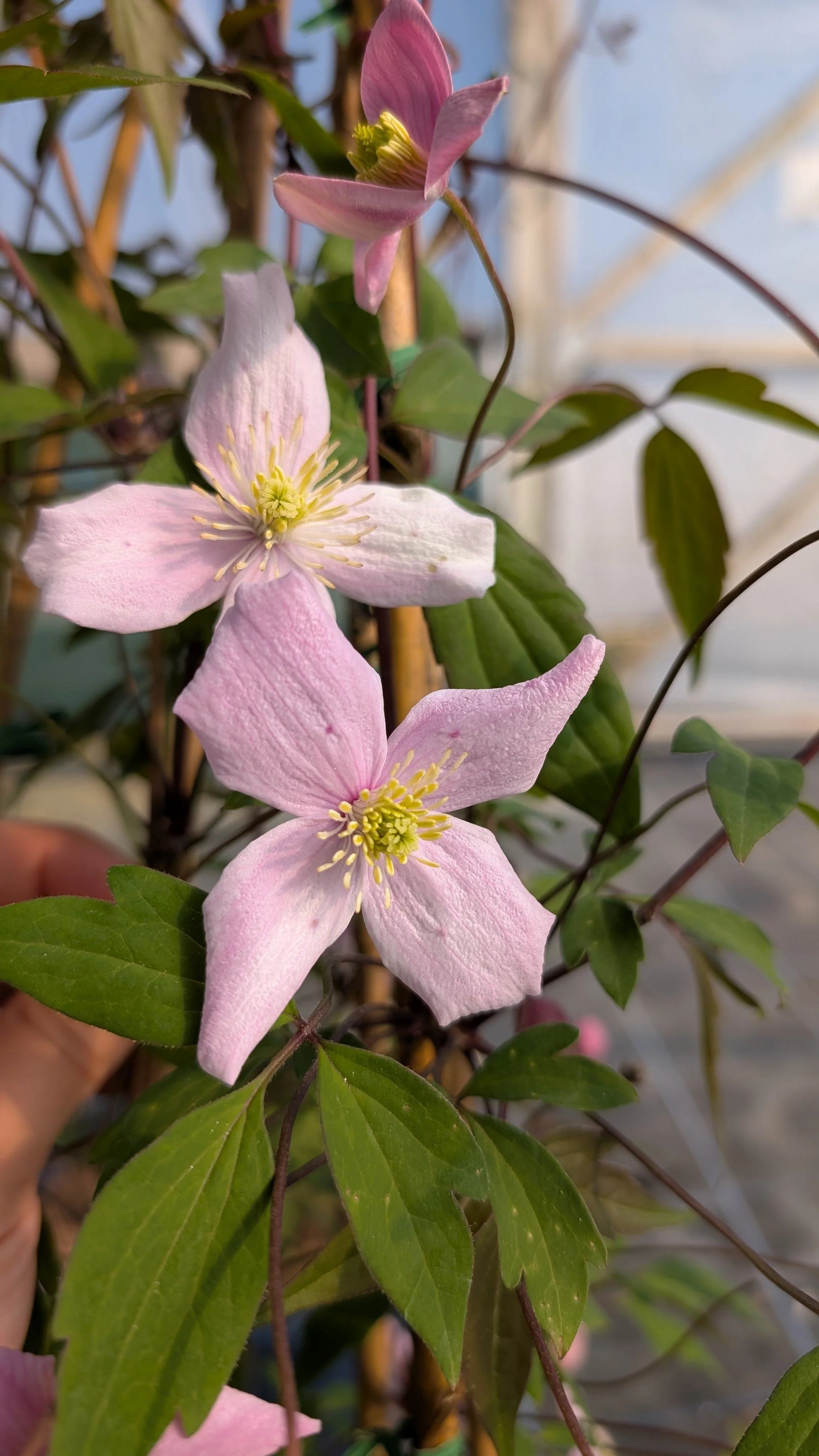 Clematis montana Lovely Mum  (4).jpg