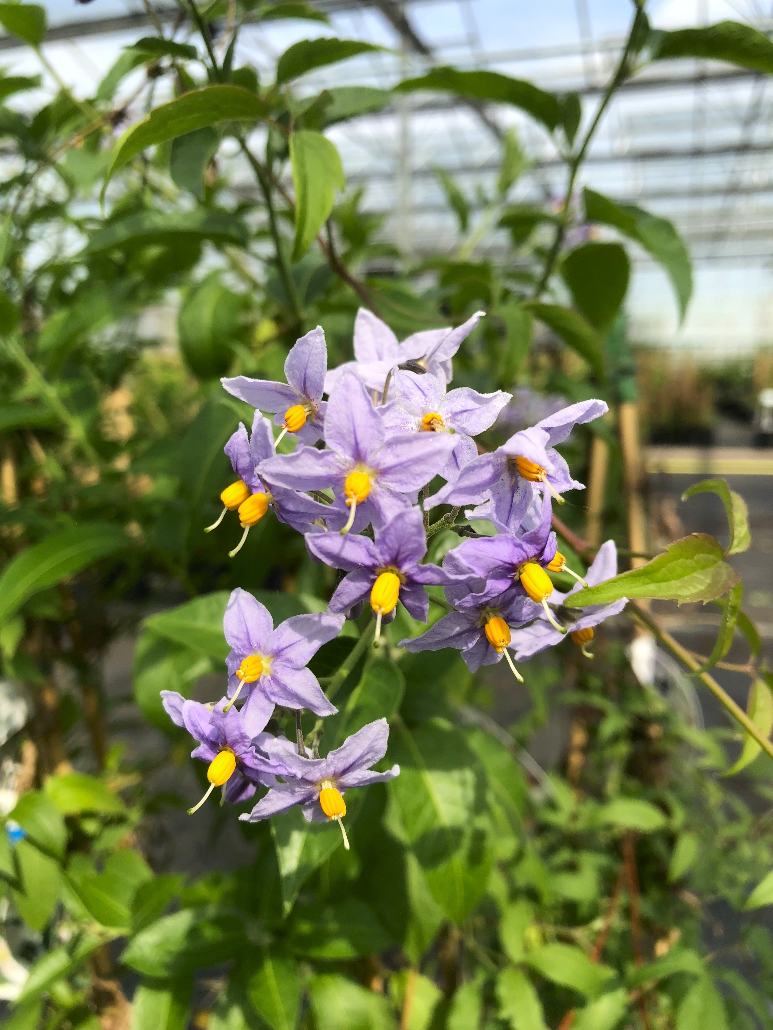SOLANUM GLAS FLOWER AJ.jpg