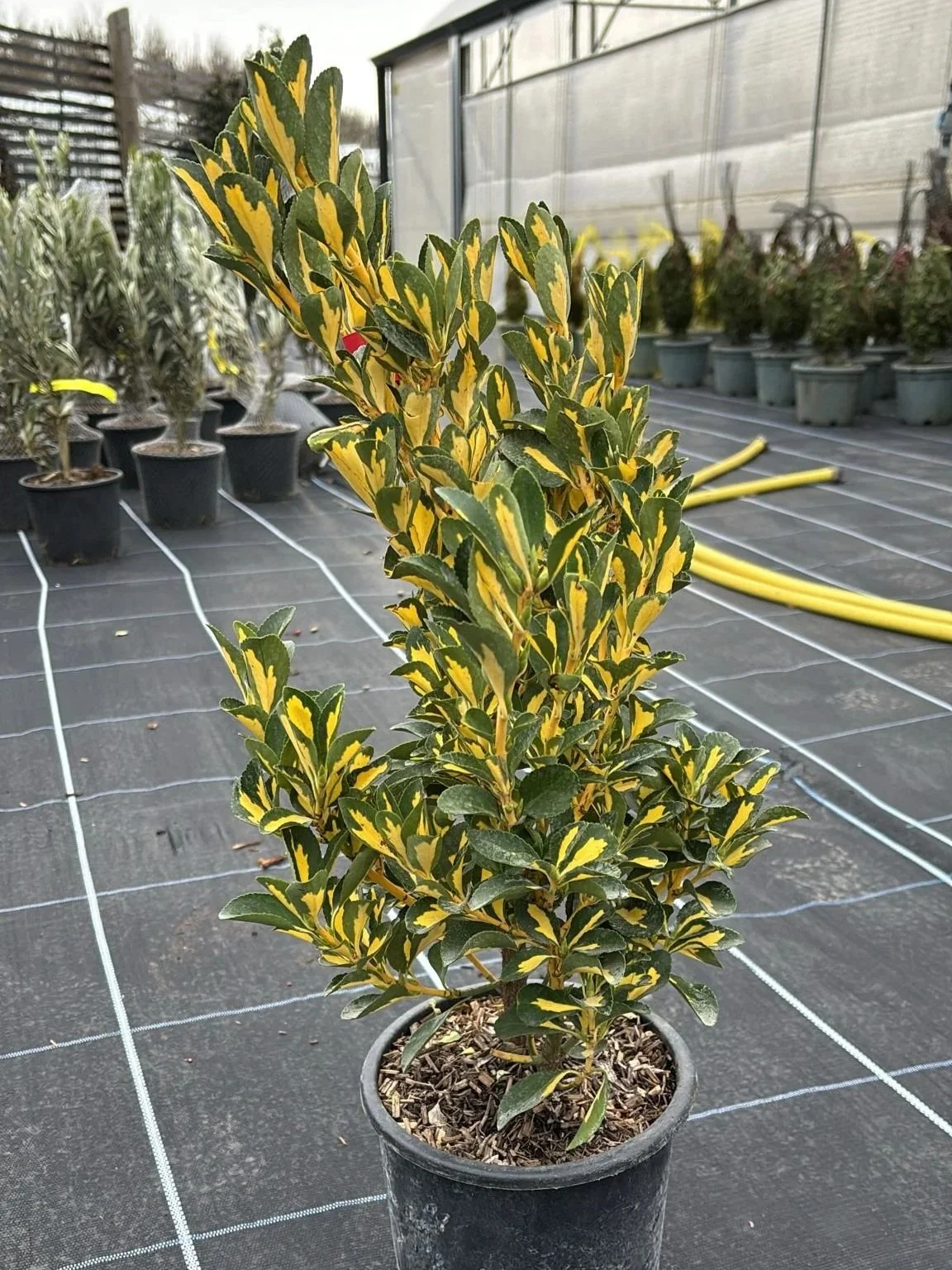Euonymus+Aureopictus+3L+.jpg
