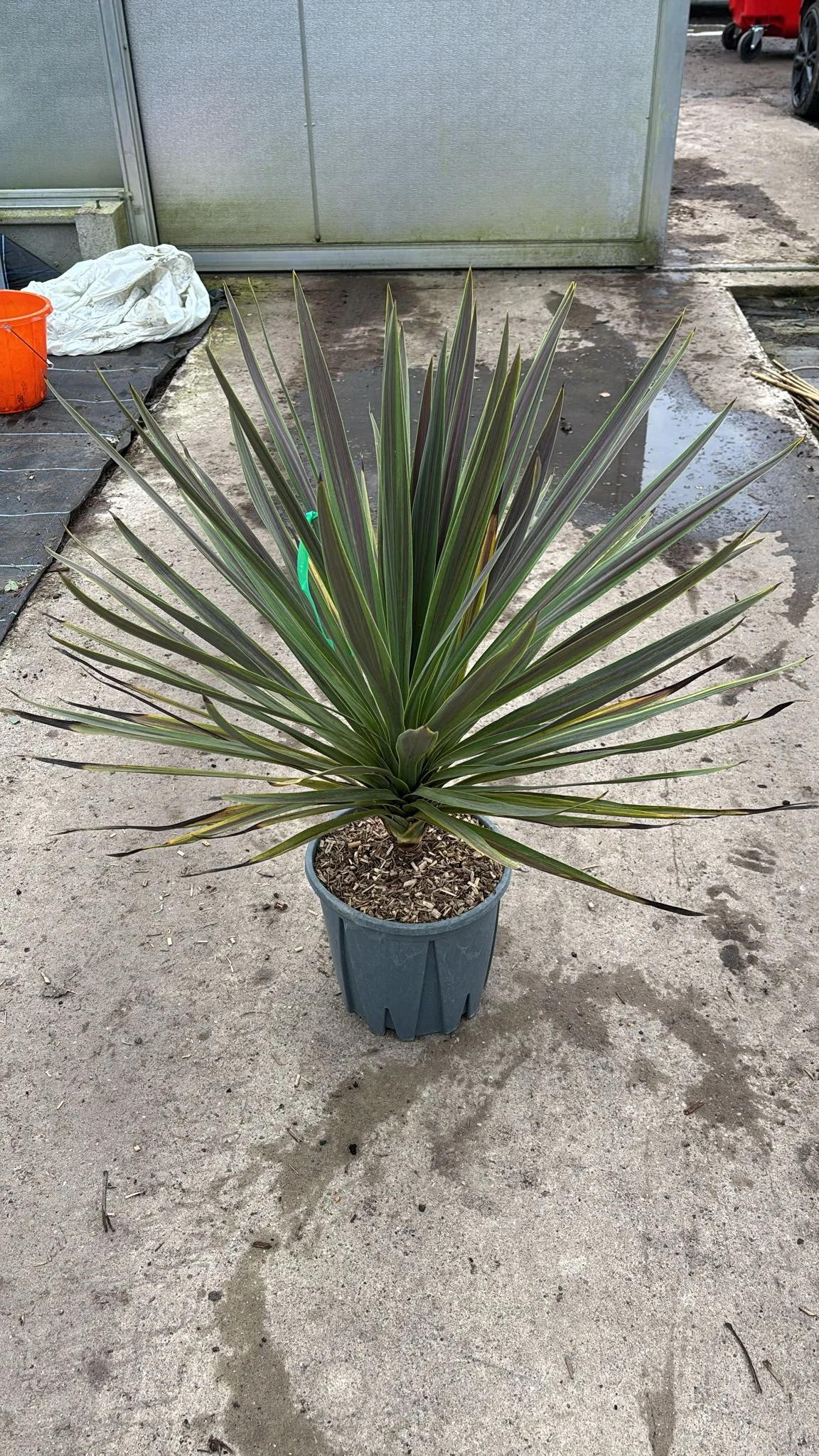 Cordyline Chocolate Mint