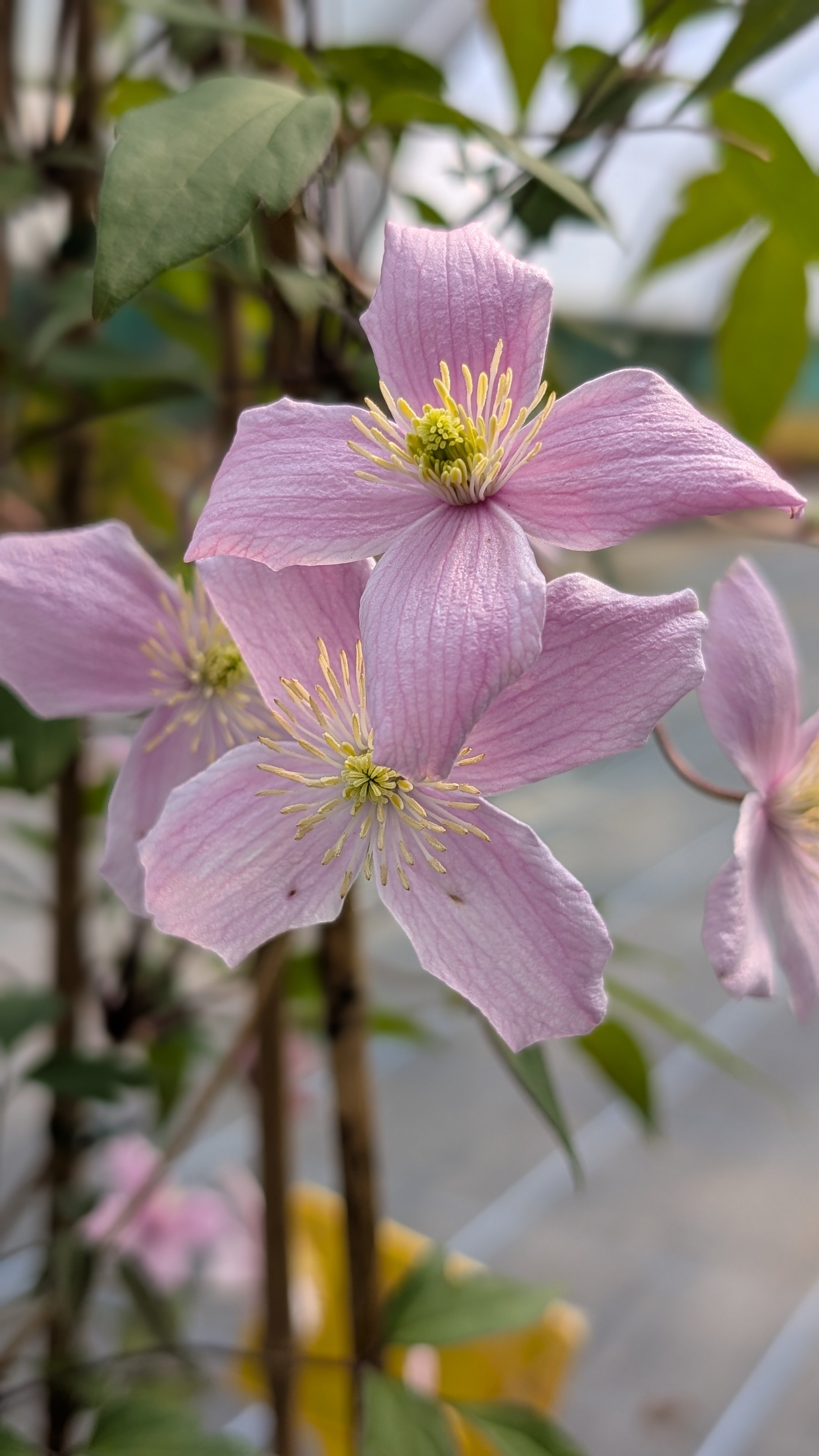 Clematis montana Lovely Mum  (12).jpg