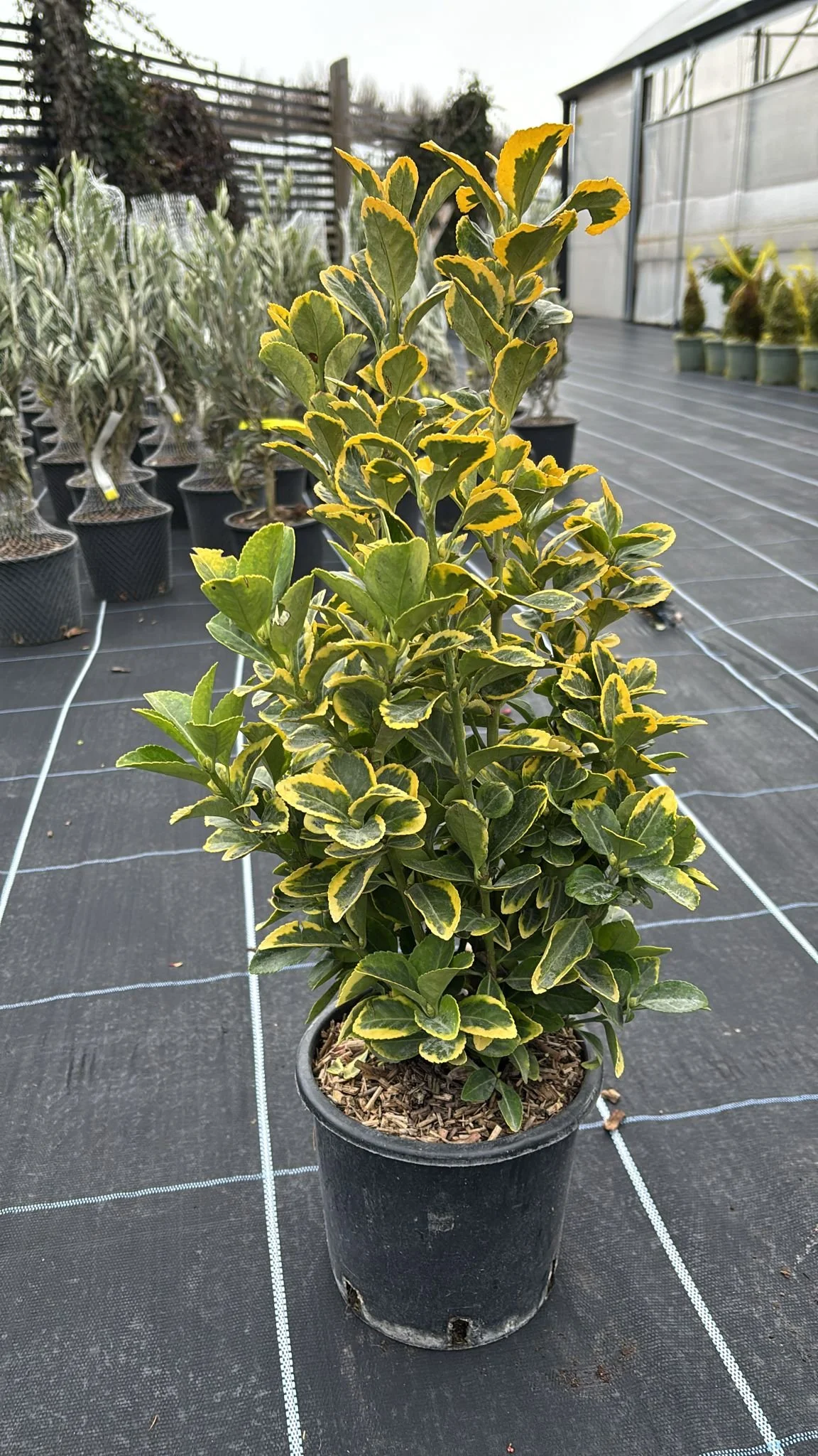Euonymus japonicus ‘Aureomarginata'