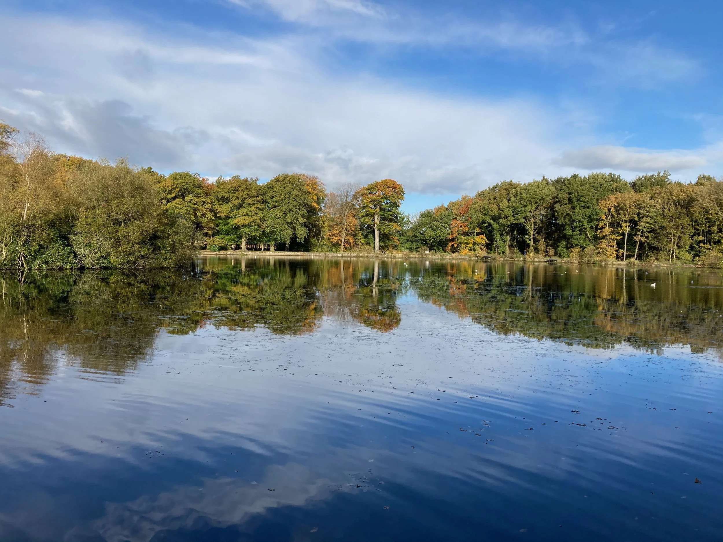 Still water on a calm outdoor pond