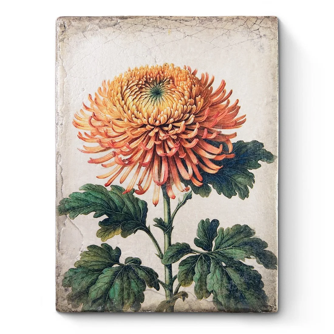 t704-eternal_bloom-front.jpg