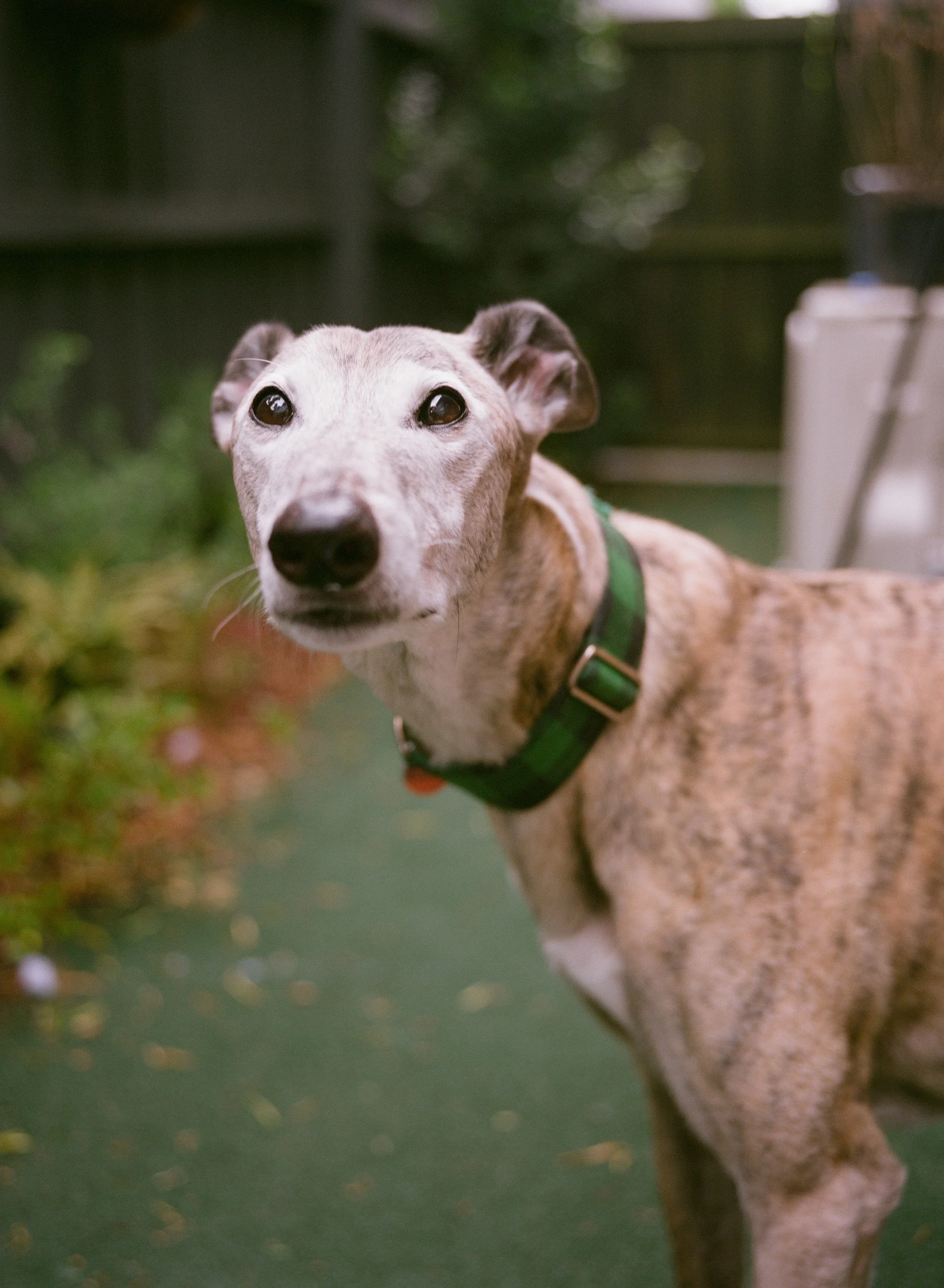 Roy the greyhound