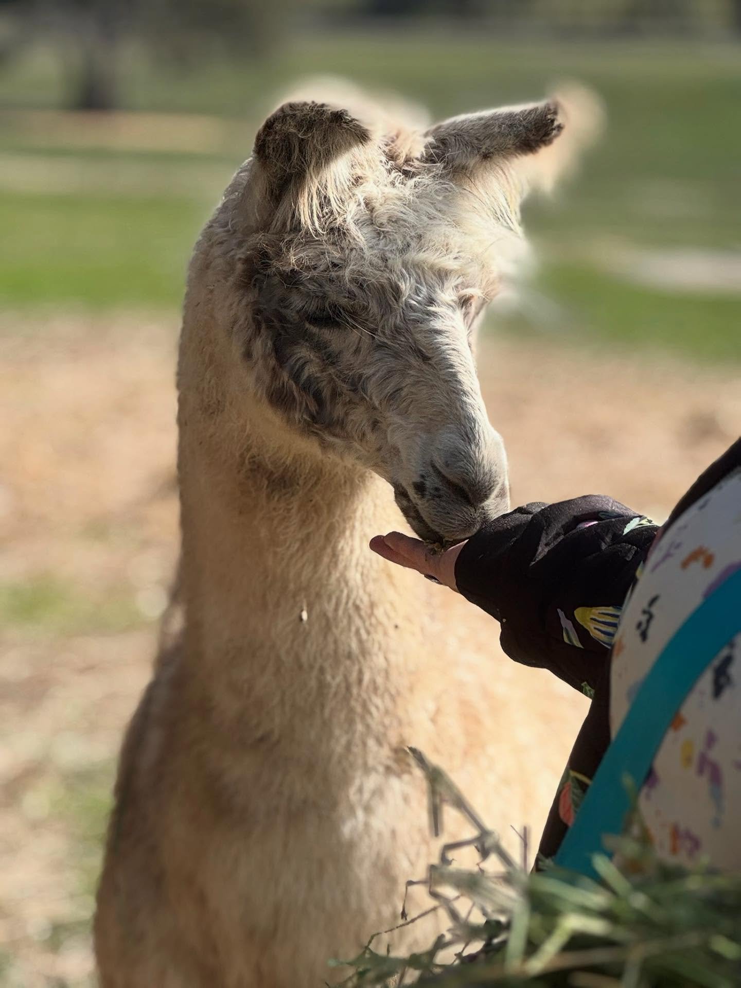 @campoverdealpacas let us spend the day in the presence of some truly beautiful creatures! AGAIN! 
This past weekend we spent the day there and enjoyed feeding the llamas, drawing and painting, frolicking in fields and sitting on the grass in front o