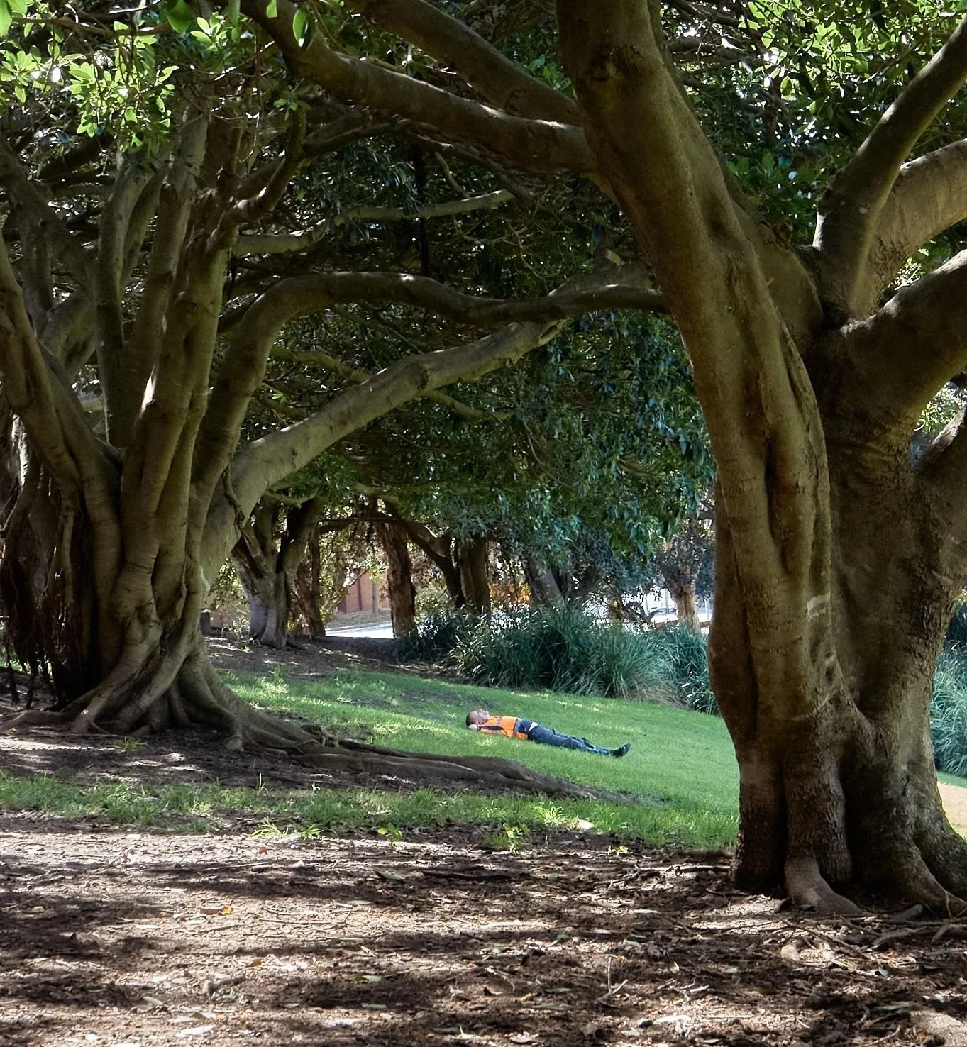 A young man lying on a grassy area under a large tree, wearing a red and orange shirt and dark pants, with the tree's thick branches and foliage overhead.