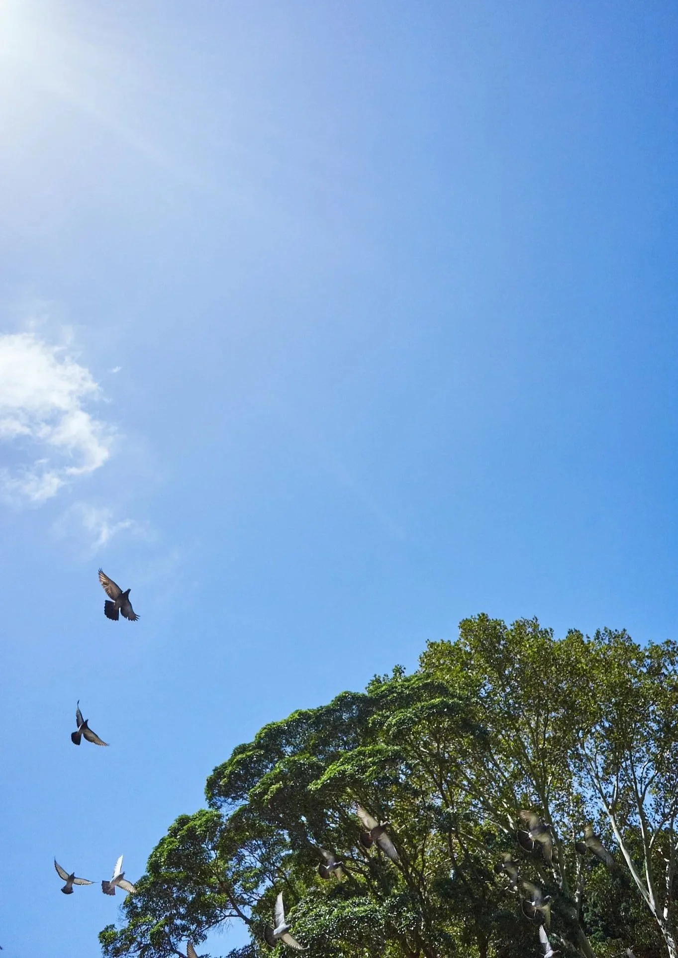 Blue sky with a few clouds, some trees at the bottom, and pigeons flying in the sky.