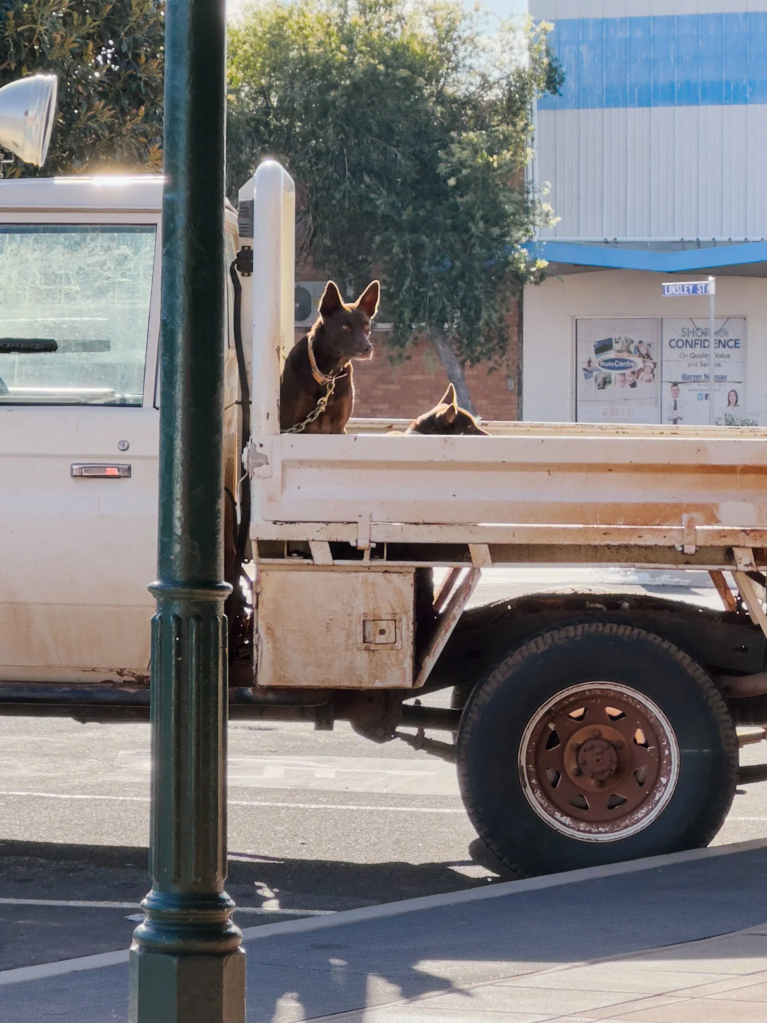Two dogs sitting in the back of a white pickup truck parked on the street. One is looking alert, the other is lying down. The truck's body is slightly rusty. There is a green pole and a sidewalk in the foreground.
