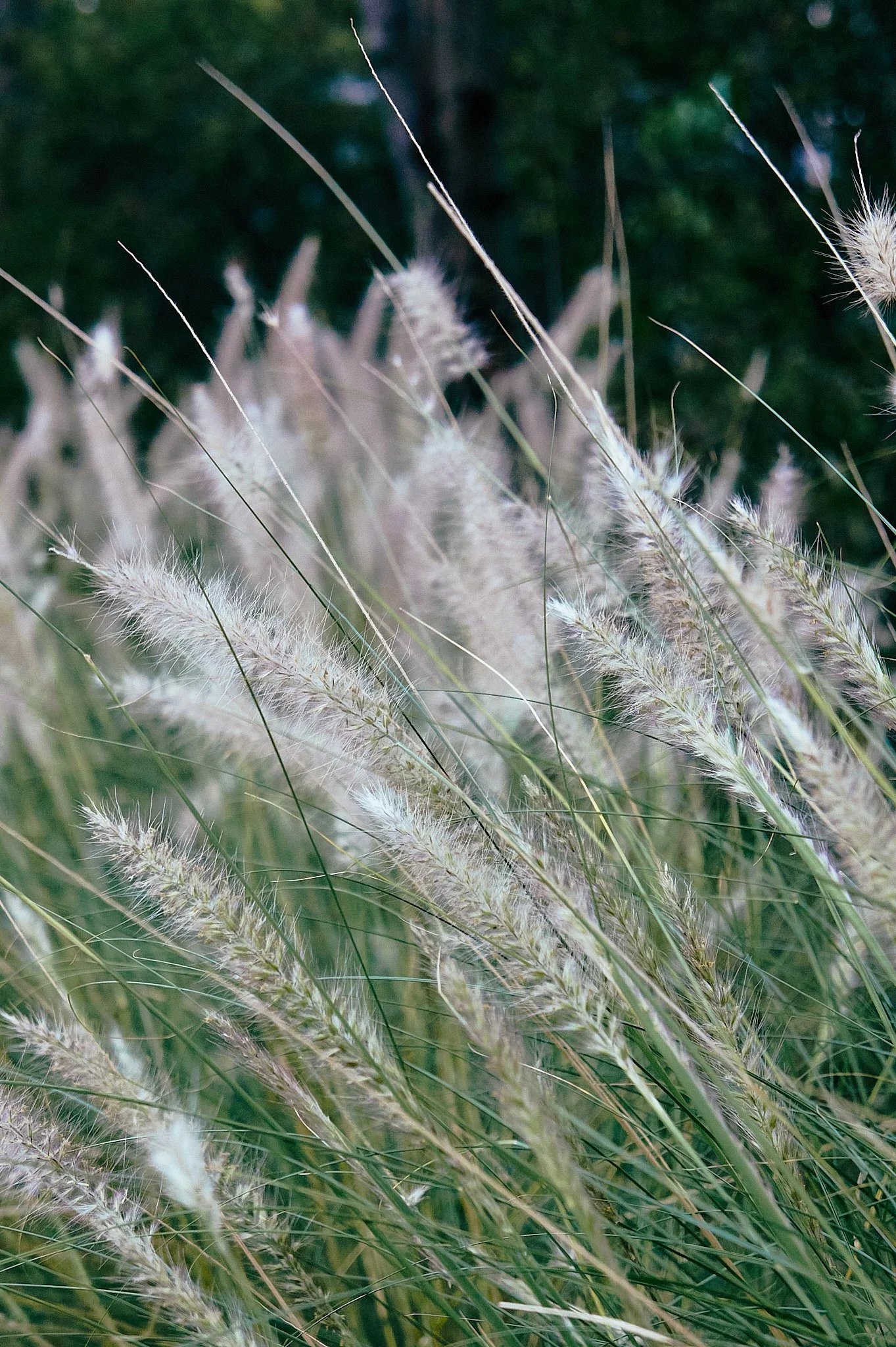 Tall grasses with feathery seed heads in a natural outdoor setting.