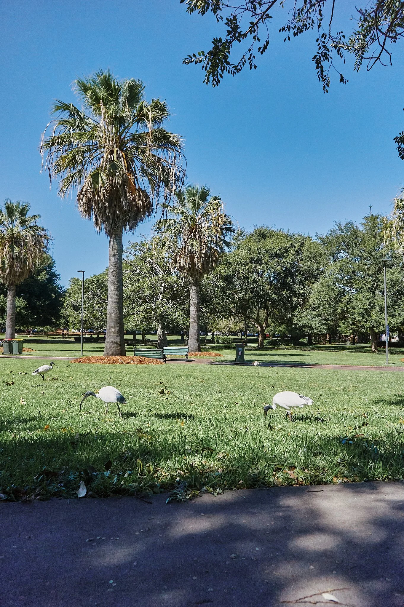 A park scene with tall palm trees and green grass, three white birds with long beaks grazing on the lawn, a pathway, benches, trash bins, and a clear blue sky.