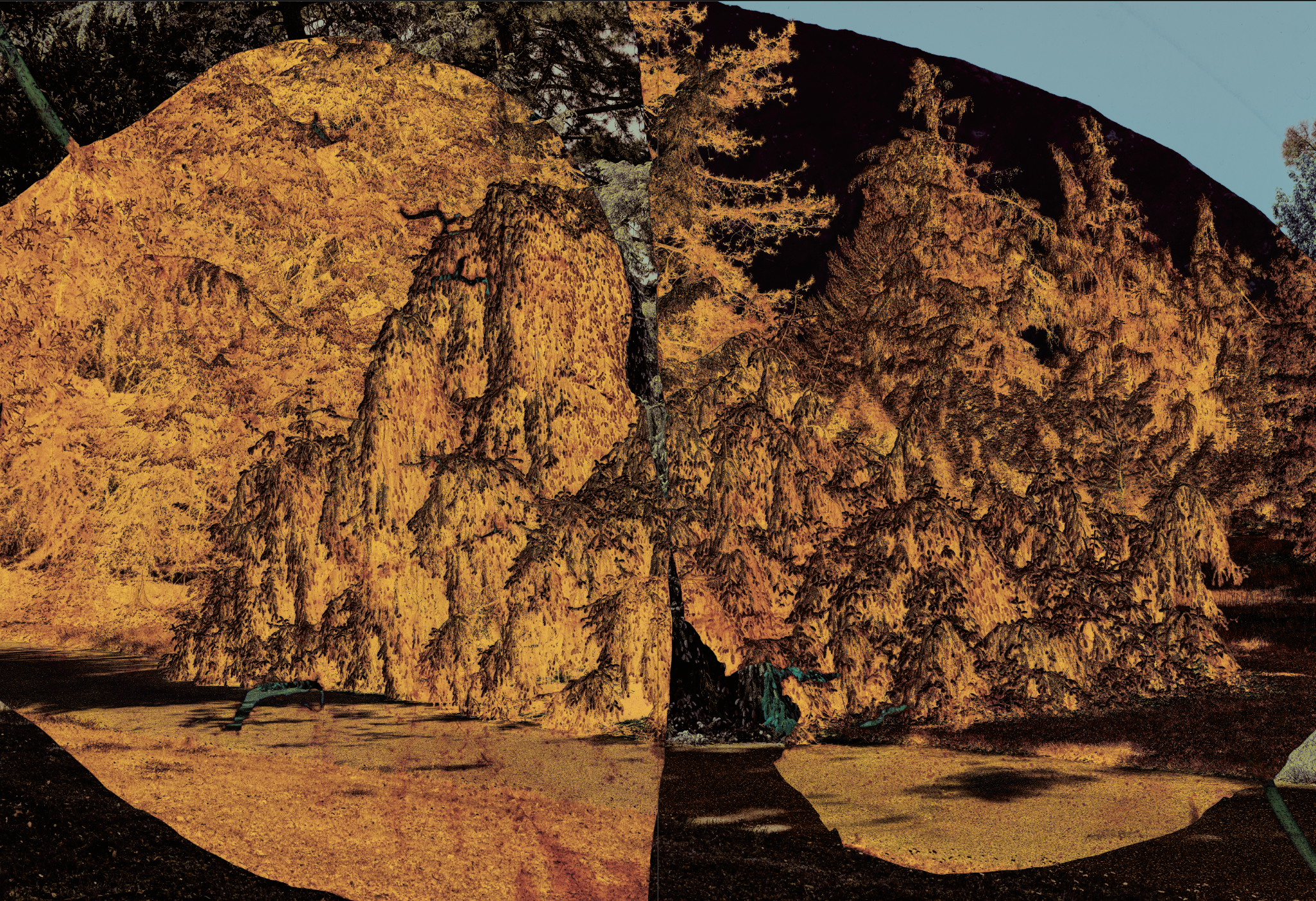 CHRONIQUES DE NOS ARBRES - Publication