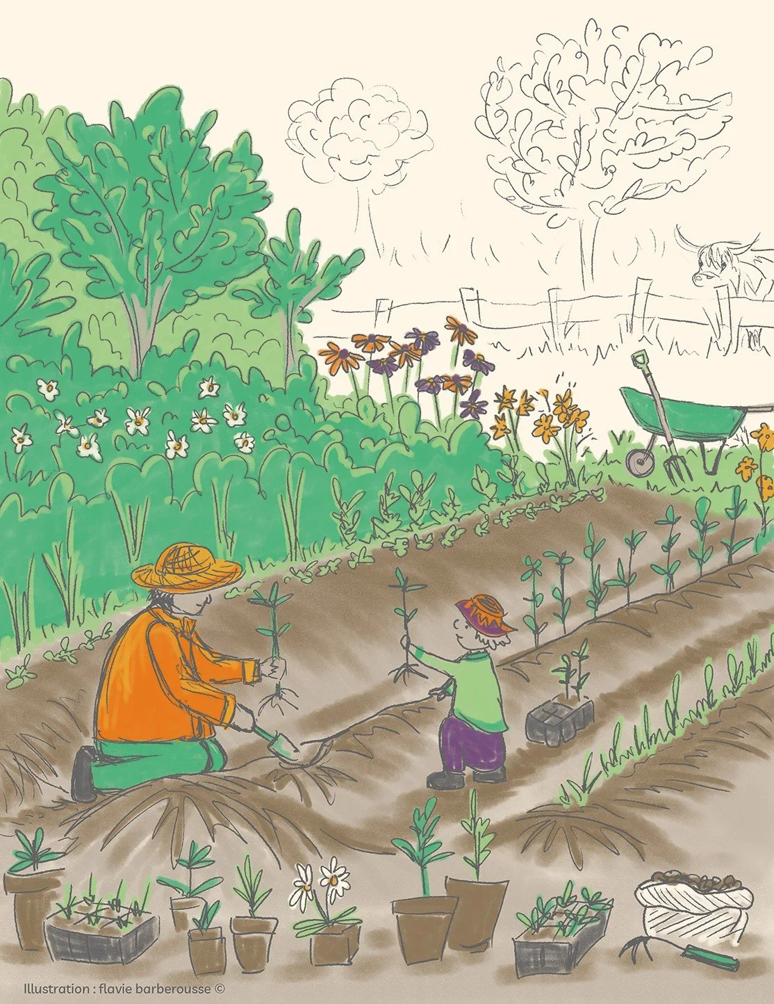 Transplants au jardin