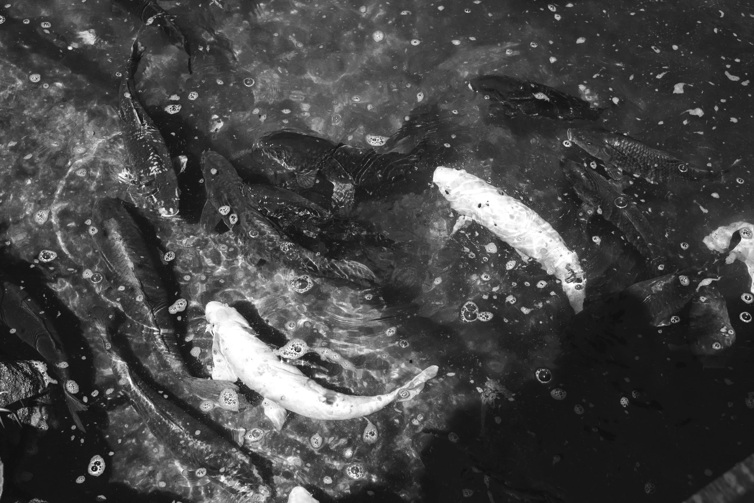 DSCF0667.jpg